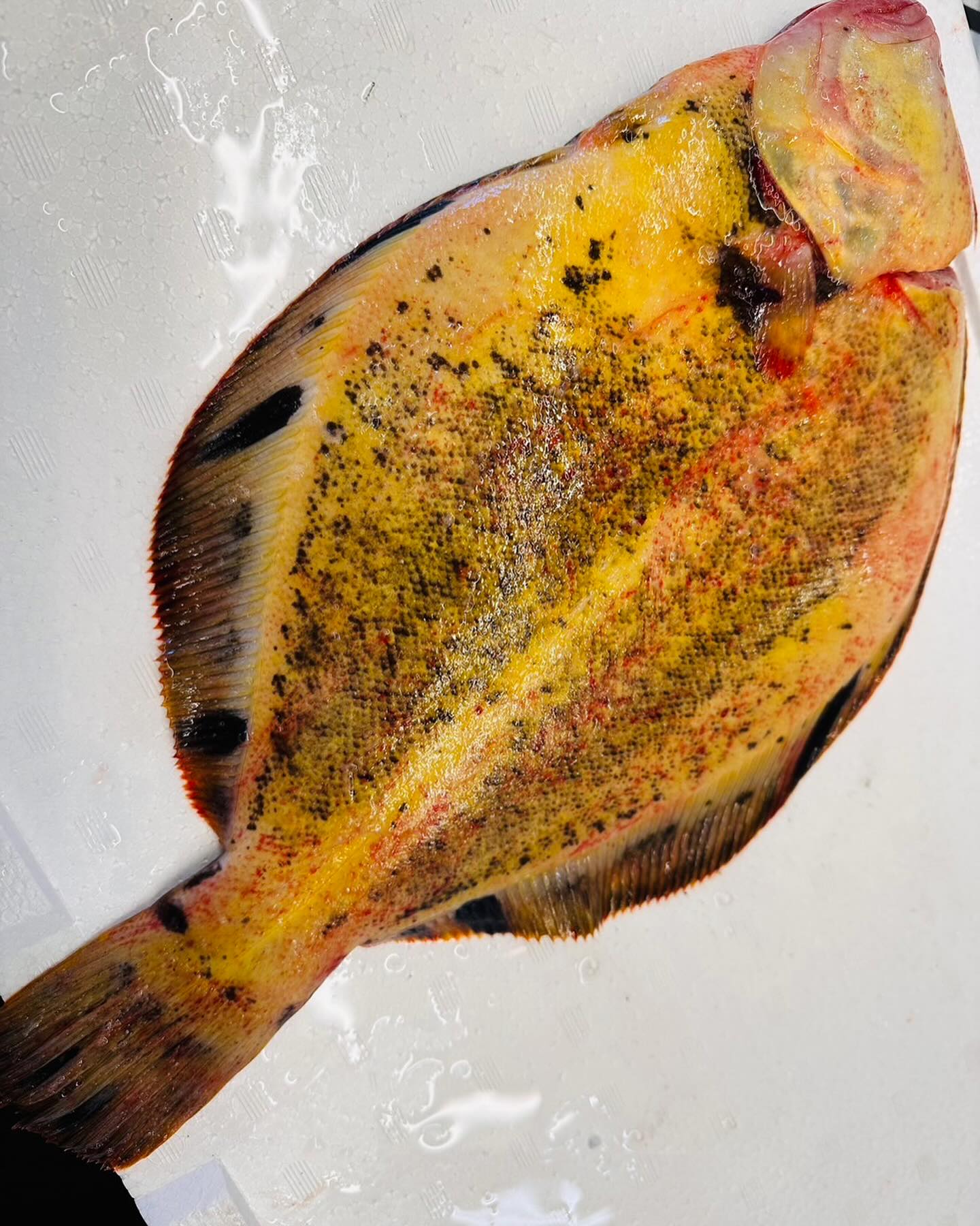 こんにちは！住よしです！！本日も入荷ってます！！北海道マツカワガレイに！宮城のウマズラハギ！！そして静岡の活スルメイカ！！！オススメです！！お席に空きあり〼！！ご連絡下さいませー！！あ！今年は31日までやります！！1月1日もやります！！！2、3、4日はお休みです！！本日も宜しくお願い致します🤲 小料理住よし