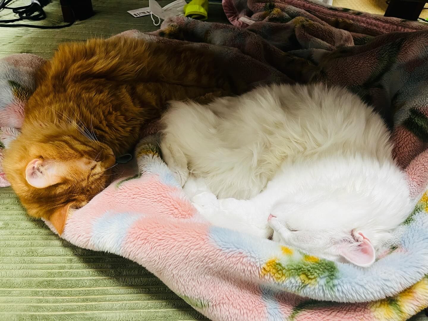 こんにちは、住よしです！すいません息子が胃腸炎のタメ、本日お休みとさせて頂きますご予定を組まれていた方申し訳ありません…また来週から宜しくお願い致します！！！ 小料理住よし