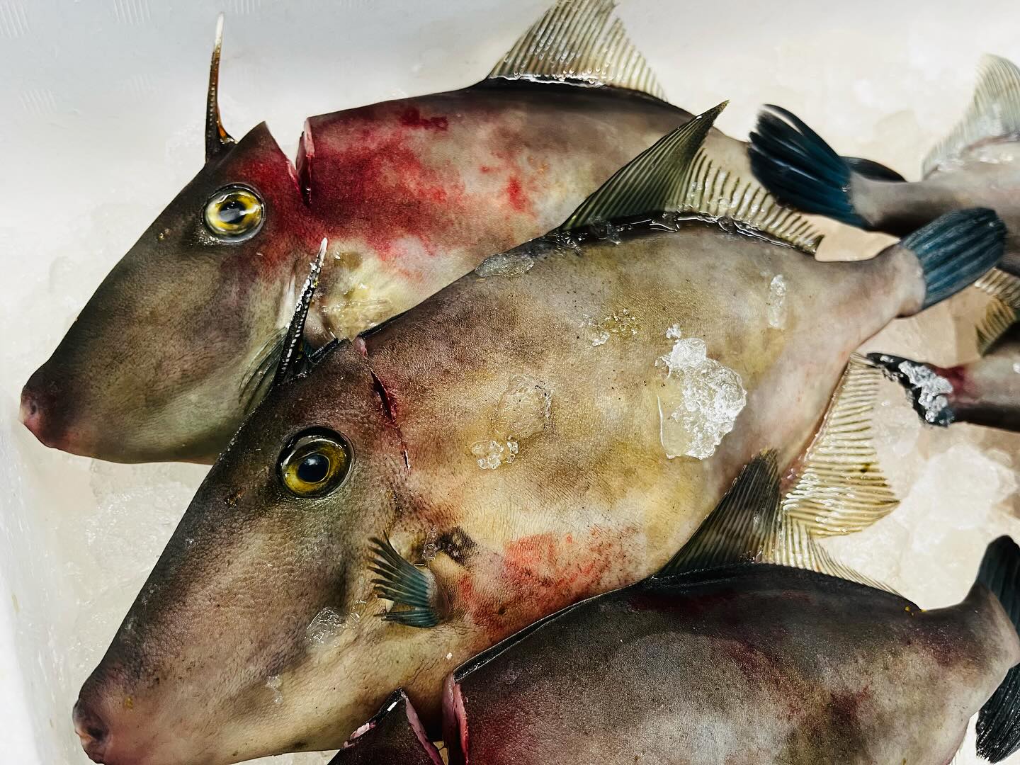 こんにちは！住よしです！！先週の土曜日は失礼しました！今週は頑張ります！！さて！お魚！！入荷ってます！！！宮城のみんな大好きウマズラハギちゃんに！！五島列島のスマガツオ！！オススメです！！本日も宜しくお願い致します！！！#勝田#ひたちなか市#居酒屋#日本酒 小料理住よし