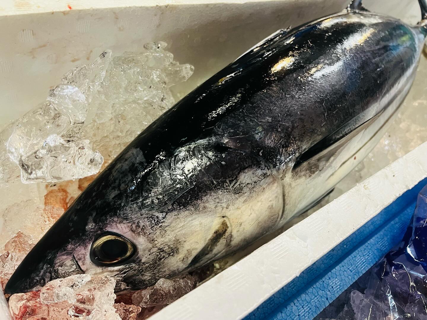 こんにちは！住よしです！！本日、貸切予定でしたが、変更になりました！通常通り営業致します！！！良いもの！入荷ってますよー！！！お待ちかね！早いけどモノが良い初ガツオ！！！そして五島列島のヒラマサ！！！！さらに特大な福島のメヒカリ！！！！本日もお待ちしておりまーす！！！！#勝田#ひたちなか市#居酒屋#日本酒 小料理住よし