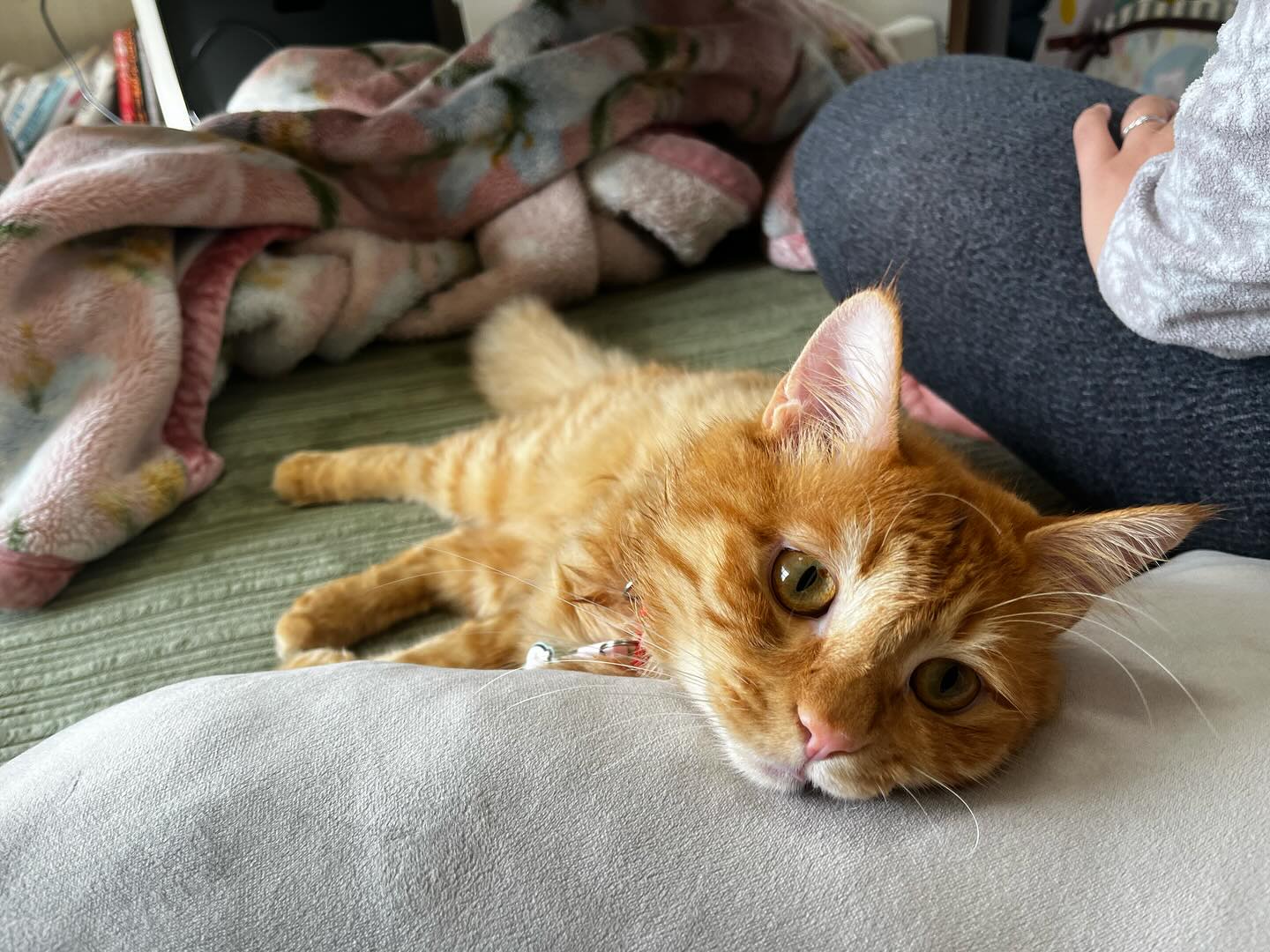 住よしです！ご察しの通り本日お休みさせて頂きます！ギリギリのご連絡で申し訳ありません！！よろしくお願い致します 小料理住よし