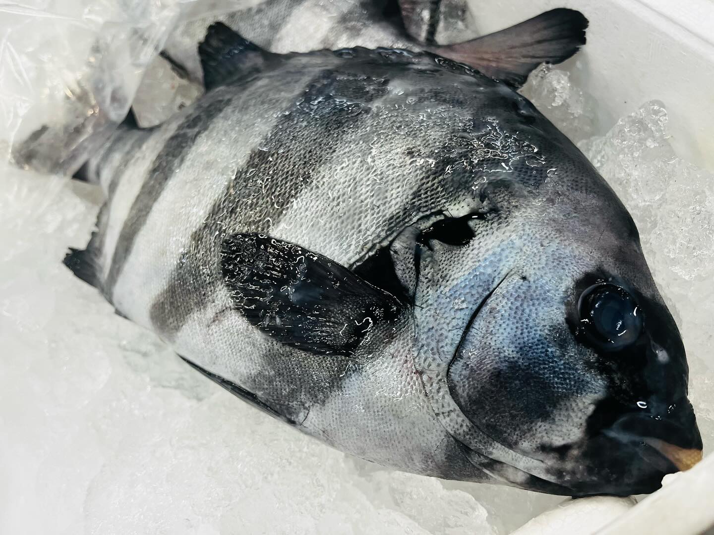 こんにちは！！住よしです！！昨日は失礼しました！！！本日から気合い入れてがんばります！！今日は五島列島のイシダイにメジナ！！そして大阪のイワシ！！！がオススメですよ！！！本日も宜しくお願い致します！！！！それと！お知らせです！！今週土曜日(10)は終日貸切営業となります。恐れ入りますが宜しくお願い致します 小料理住よし