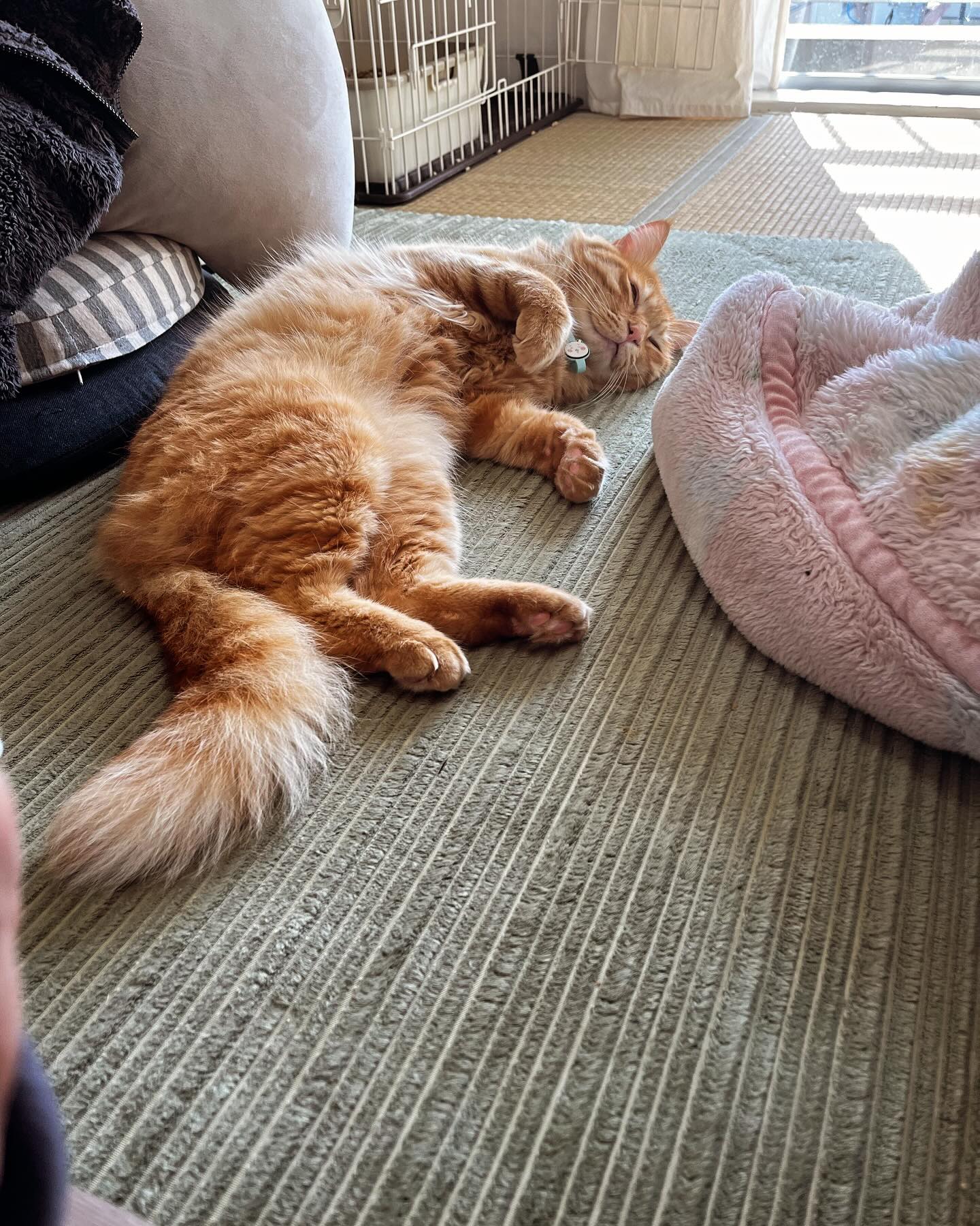 住よしです！申し訳ありません、本日お休みとなります。また明日から宜しくお願い致します！！ 小料理住よし