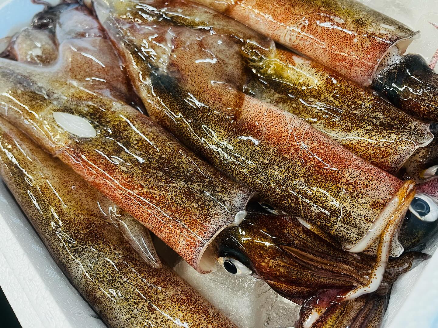 こんにちは！住よしです！！本日も入荷ってますよ！！美味しい地物のヤリイカに！五島列島のマダイ！そして！青森の、脂が乗ってるマゾイ！！！本日も宜しくお願い致します！！！#勝田#ひたちなか市#居酒屋#日本酒#鮮魚 小料理住よし