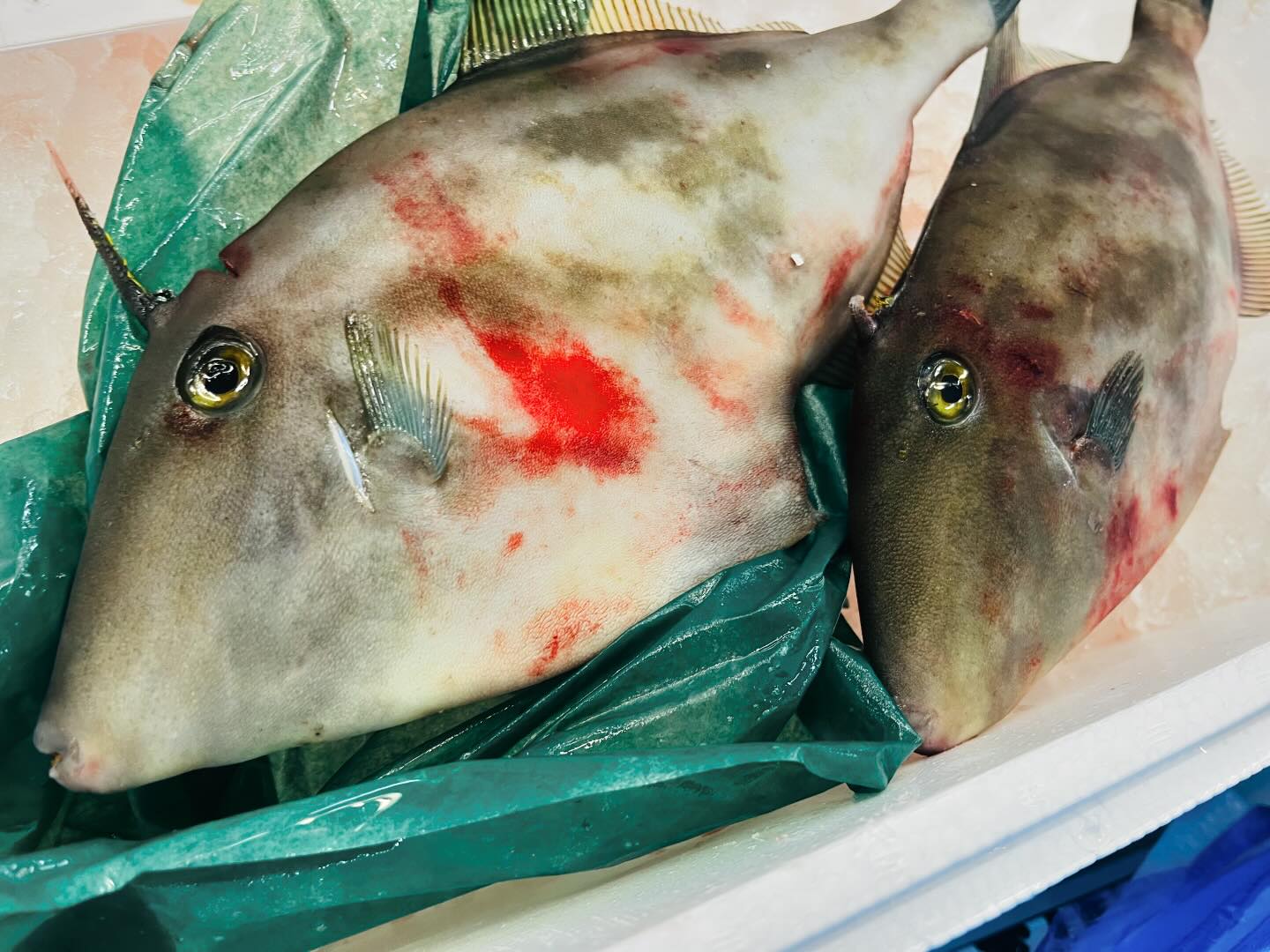 こんにちは！住よしです！！本日も入荷ってます！！！大人気のウマズラハギに！！！コレまた好きな人はたまらない！！クジラ肉！！！本日も宜しくお願い致します#勝田#ひたちなか市#居酒屋#鮮魚#日本酒 小料理住よし