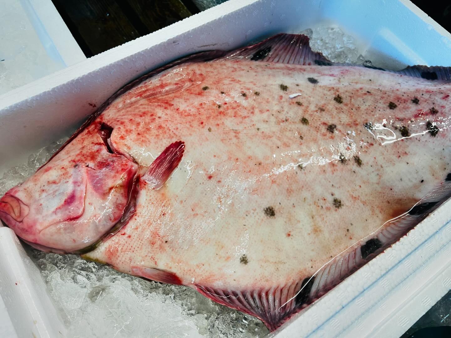 こんにちは！住よしです！！本日も入荷ってますよー！！！とても珍しい！地物のホシガレイに！！福島のヤリイカ！！！そして！今年最後の白子ちゃん！！！！本日は予約もあまり有りませんので！ぜひお電話お待ちしております！！！#勝田#ひたちなか市#居酒屋#日本酒#鮮魚 小料理住よし