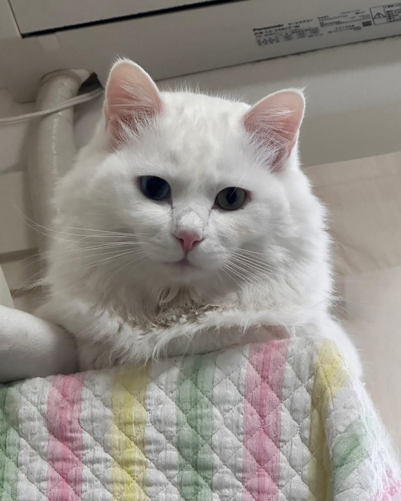 こんにちは！住よしです！！急なご連絡ですいませんが、本日は終日貸切営業となります！！恐れ入りますが宜しくお願い致します。 小料理住よし