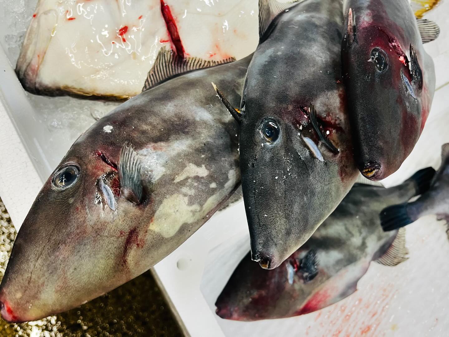 こんにちは！住よしです！！本日も入荷ってますよー！！！大人気のウマズラハギに！大分のマアジ！！長崎の立派なコウイカ！！！オススメです！！！本日も宜しくお願い致します 小料理住よし