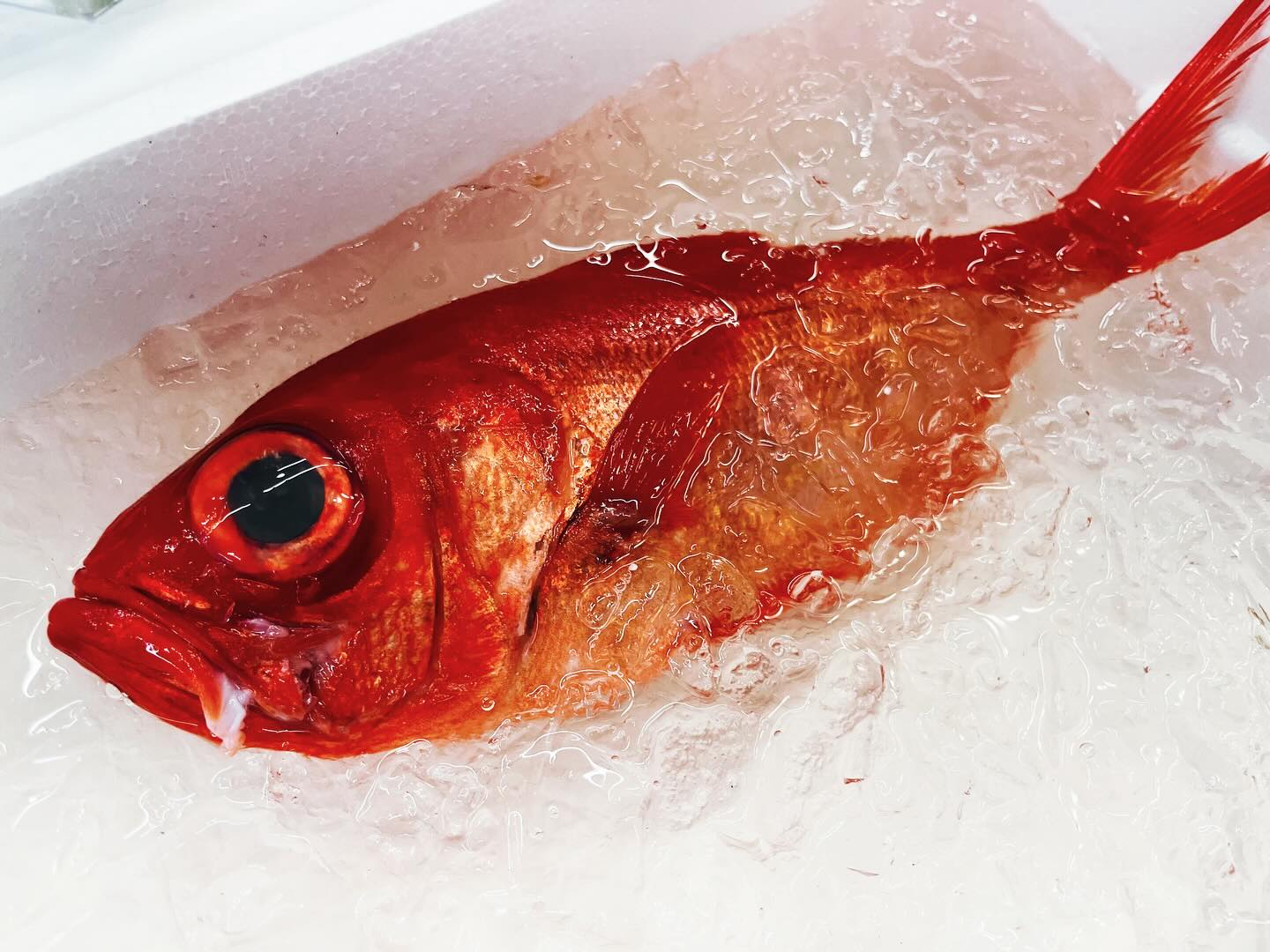 こんにちは！住よしです！！本日も入荷ってますよー！！千葉県勝浦の！美味しそうなキンメダイに！！和歌山産の美味しそうなサワラ！！！そして、青森のマゾイ！！！！本日も宜しくお願い致します！！！ 小料理住よし