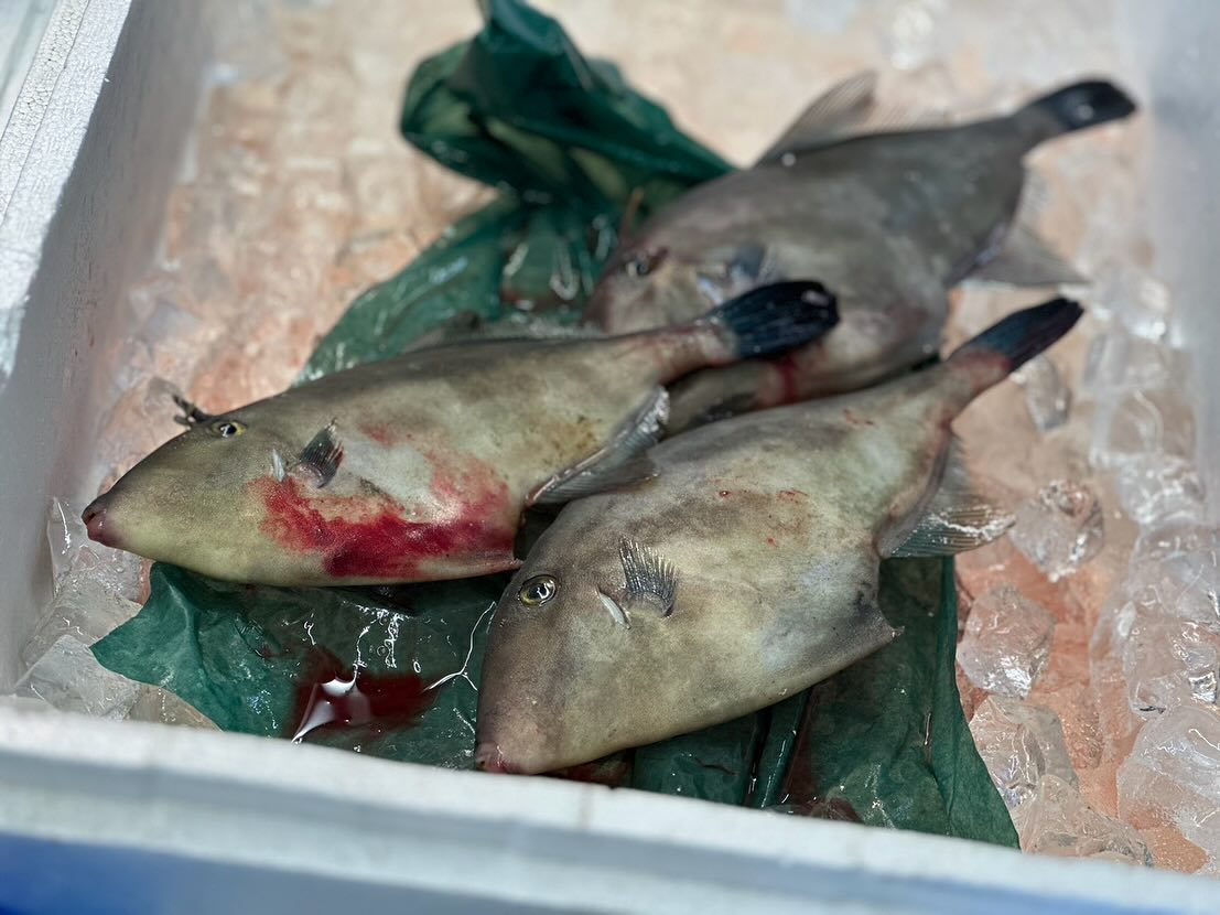 こんにちは！住よしです！！本日も入荷ってますよー！！！大人気のウマズラハギに！！珍しい島根のヒゲダラ！！！そして、旬のヤリイカ！！！どれもおすすめです！！！本日も宜しくお願いいたします！！！！#ひたちなか市#勝田#居酒屋#鮮魚#日本酒 小料理住よし