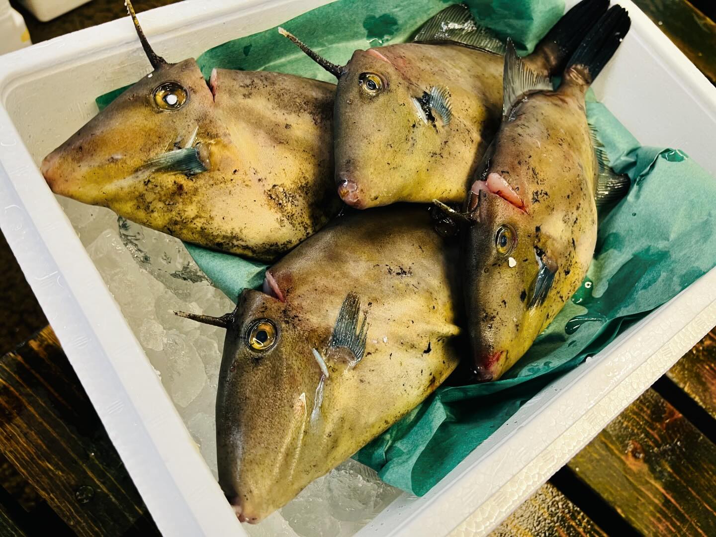 こんにちは！住よしです！！本日も入荷ってます！！！大人気ウマズラハギに！地物ヤリイカ！！！そして！本マグロのカマトロ刺身！！！！オススメです！！！本日予約もほとんど入ってませんので、ぜひご連絡お待ちしております！！！宜しくお願いいたしまっす！！！！#ひたちなか市#勝田#居酒屋#日本酒#お刺身 小料理住よし