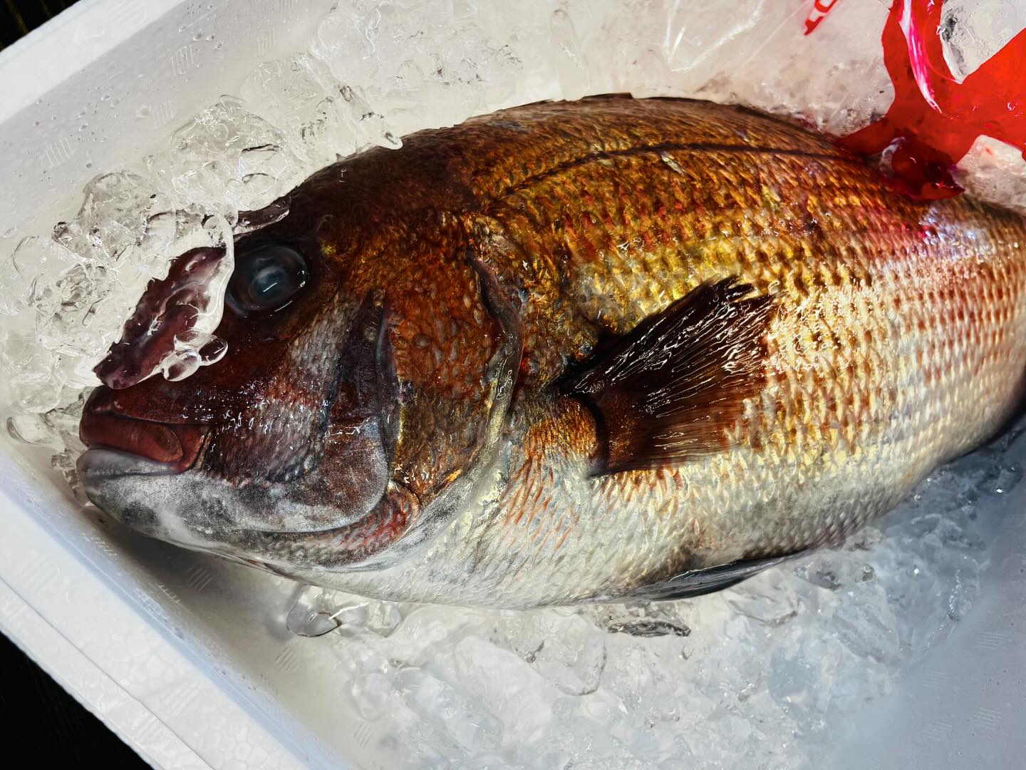 こんにちは！住よしです！！本日もママさんお休みの営業となります！！本日は、マダイ！オススメです！！！宜しくお願いします#ひたちなか市#勝田#居酒屋#刺身#日本酒 小料理住よし