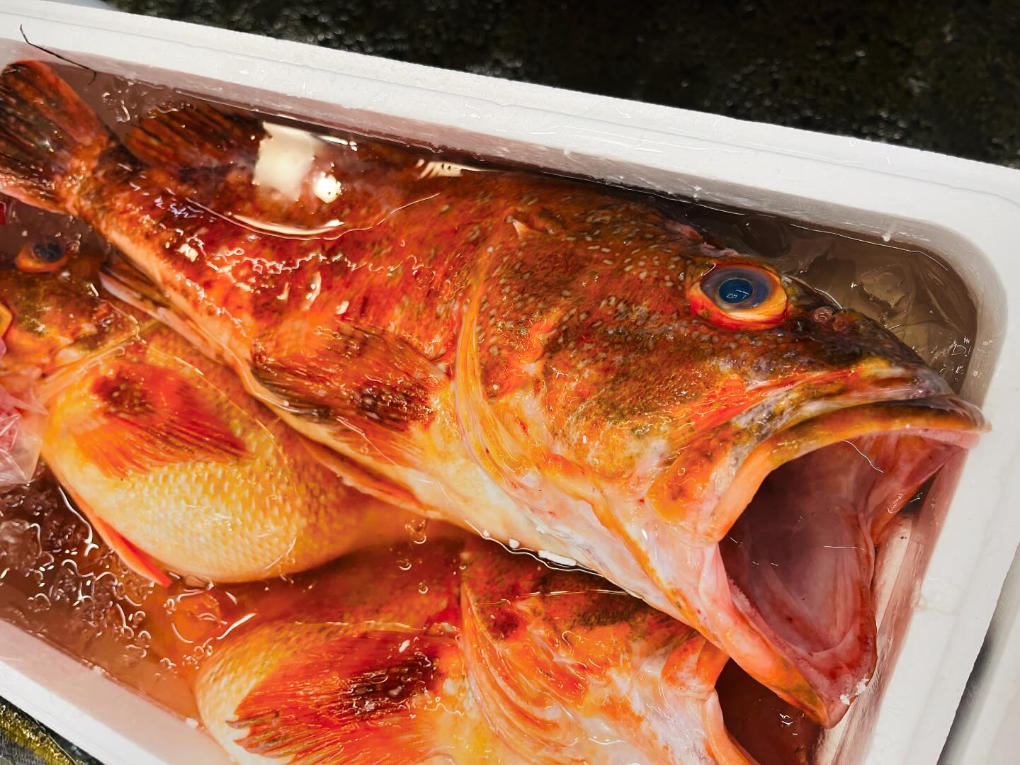 こんにちは！住よしです！！本日から営業するんですが！ママさんの体調が本調子でないため、本日は僕がお料理担当となります。ママさんはお休みです。なので、お料理の縮小と、営業時間も22時までとなります。(ラストオーダーは21時)申し訳ありませんが宜しくお願いいたします！！あ！お写真はウッカリカサゴです！！オススメ！！#勝田#ひたちなか市#居酒屋 #刺身#日本酒 小料理住よし