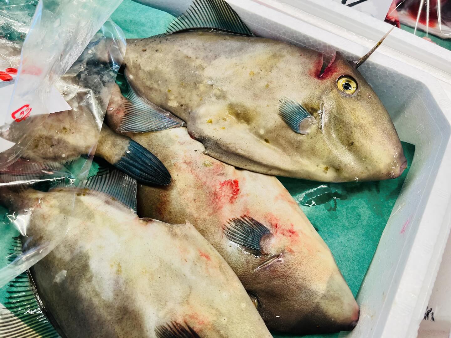 こんにちは！住よしです！！本日から限定ですが、ママさん復活です！！！良いもの、入荷ってます！！大人気のウマズラハギに！常磐のヒラメ！！そして、みなさん大好きカツオ！！！本日もお待ちしてます！！！#勝田#ひたちなか市#居酒屋#お刺身#日本酒 小料理住よし