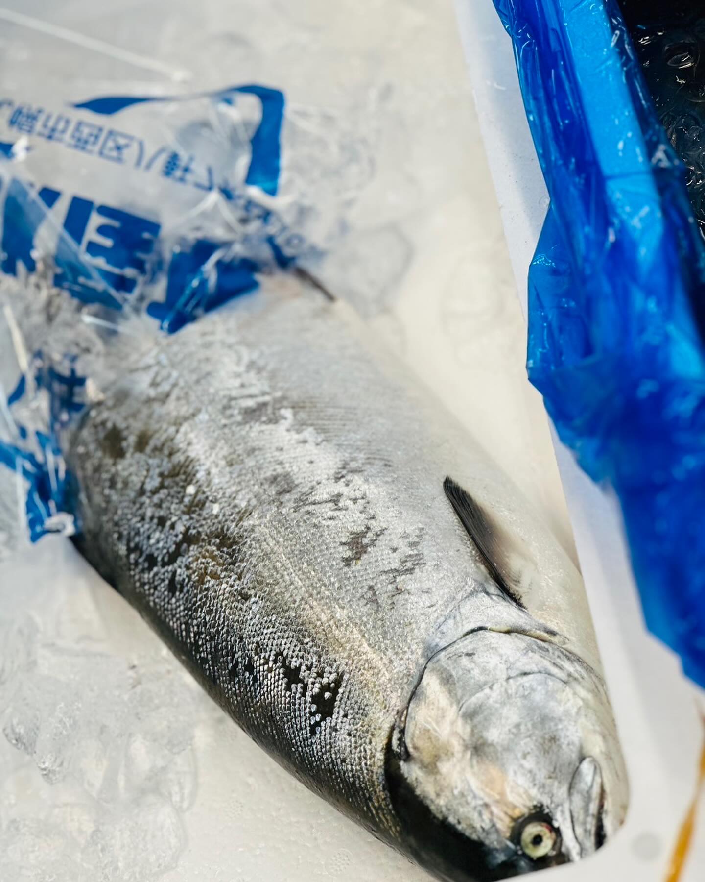 こんにちは！住よしです！！まだまだママさんが本調子で無いので、程々営業となりますー！本日も入荷ってます！！北海道産！！サクラマスにホタテ貝！！！オススメです！！！本日も宜しくお願い致します！！！#勝田#ひたちなか市#居酒屋#お刺身#日本酒 小料理住よし