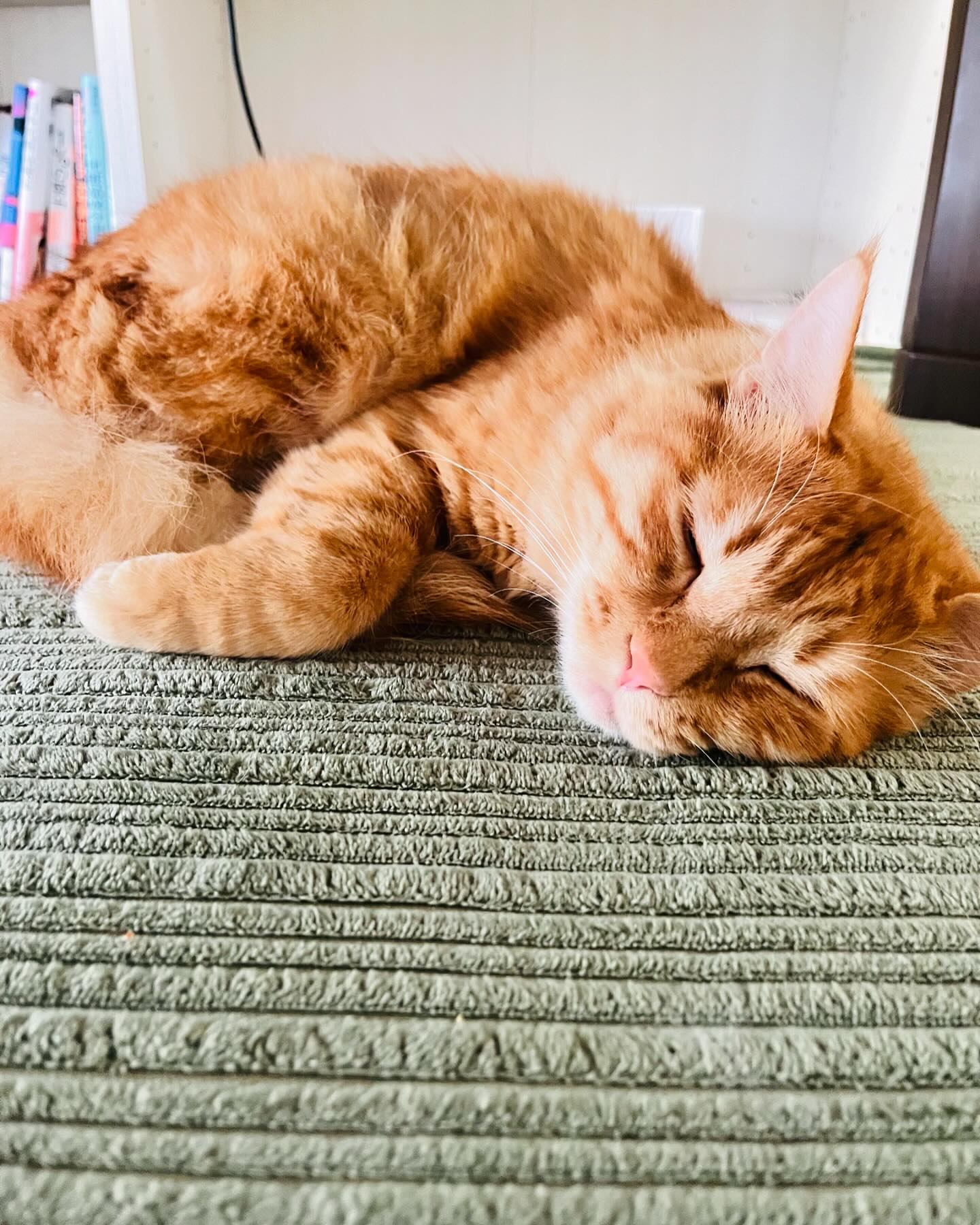 こんにちは！住よしです！すいません！！本日体調不良によりお休みを頂きますー…！また明日から宜しくお願いします！！ 小料理住よし