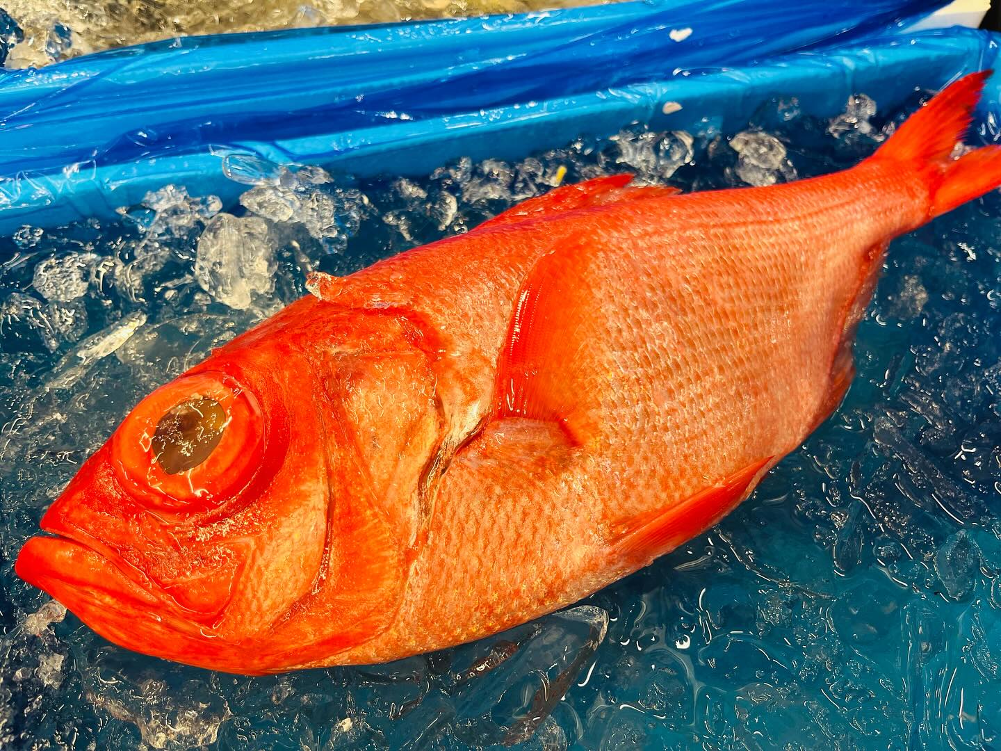 こんにちは！住よしです！！本日三連休最終日ですがやってますよ！！本日のおすすめ！！！良いサイズのキンメダイに！神経〆のイサキ！！そして程よい形のアジ！！！！本日もよろしくお願いします#勝田#ひたちなか市#居酒屋#お刺身#日本酒