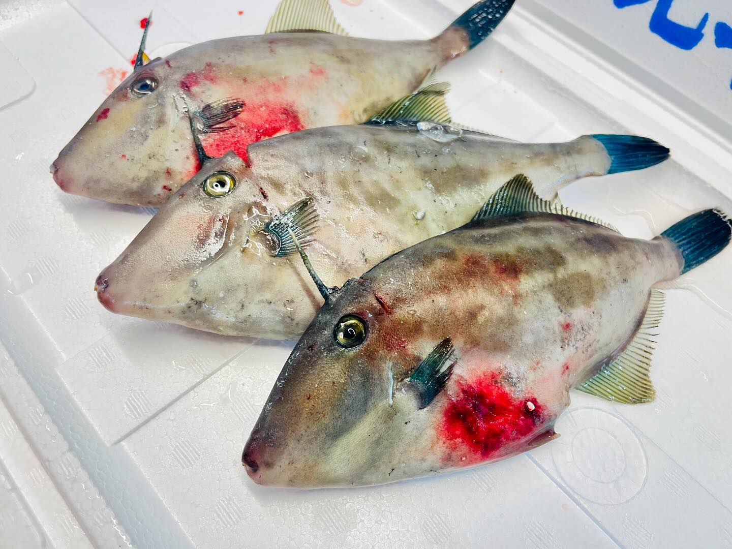 こんにちは！住よしです！！本日も入荷ってます！！！宮城から大人気のウマヅラハギに！お刺身でイケるメヒカリ！！！そして丸々としたアジ！！！本日もおまちしてます！！！#勝田#ひたちなか市#居酒屋#お刺身#日本酒