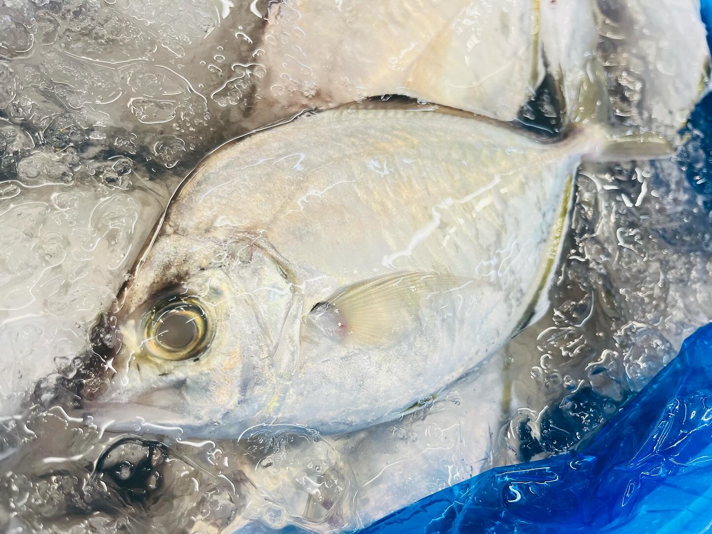 こんにちは！住よしです！！本日は！カイワリを少量ですが入荷しました！！！ご予約も少ないのでぜひお電話お待ちしてまーす！！！よろしくお願いします！#勝田#ひたちなか市#居酒屋#お刺身#日本酒