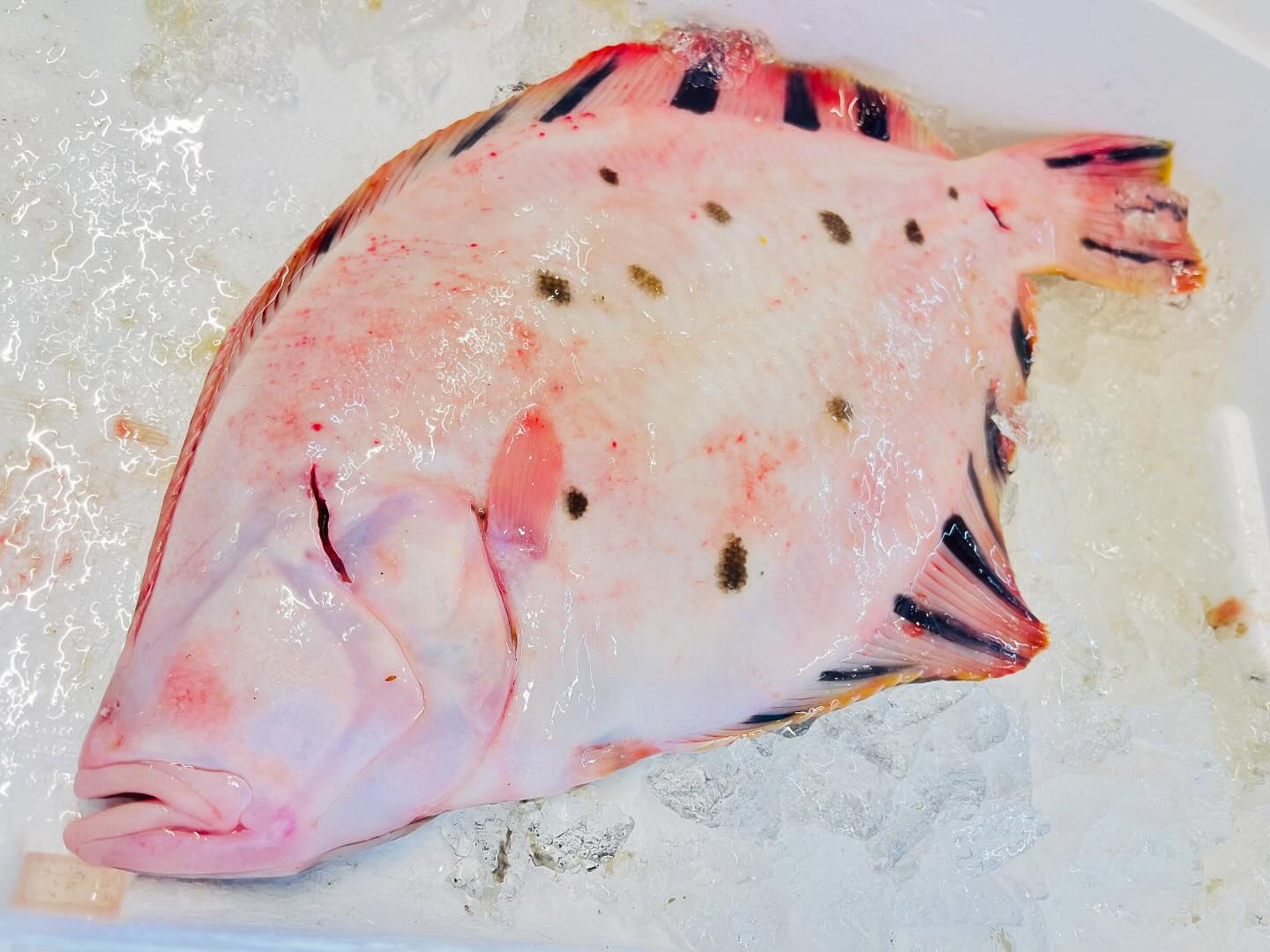 こんにちは！住よしです！！！本日も入荷って〼！！！時期的には珍しいですが、脂がありそうな松川カレイに！！！！これまた脂の乗った、千葉県黒ムツ！！！！！オススメです！！！本日もよろしくお願いします#勝田#ひたちなか市#居酒屋#お刺身 #日本酒