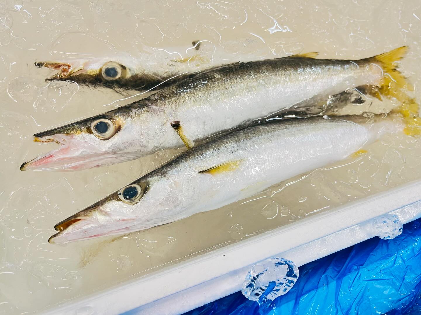 こんにちは！住よしです！！本日は色々あり〼！！！お刺身で食べるぷくぷくカマスに！！珍しく入ったウマヅラハギ！！！ワタリガニにムラソイ！！！！！本日はご予約も少ないので！ぜひお電話お待ちしております！！！！本日もよろしくお願いします#勝田#ひたちなか市#居酒屋#お刺身#日本酒