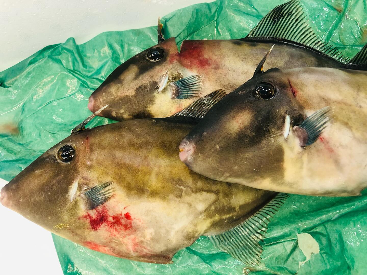 こんにちは！住よしです！！本日も入荷ってます！！！新鮮なウマヅラハギに！！創業当時の味、カツオの土佐造り(たたき)！！！！オススメです！！！！本日もよろしくお願いします！！#勝田#ひたちなか市#居酒屋#お刺身#日本酒