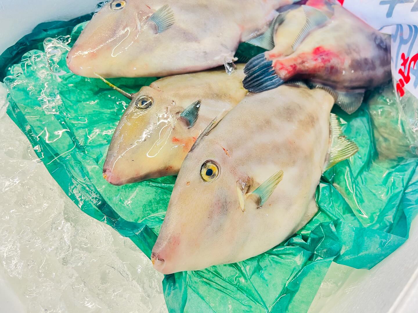 こんにちは！住よしです！！本日も入荷ってます！！！宮城の良いウマズラハギに！！福島の美味しいホウボウ！！！そして！静岡から素敵なキンメダイ！！！！今日は予約も少ないので！ぜひお電話お待ちしてます！！！#勝田#ひたちなか市#居酒屋#お刺身#日本酒