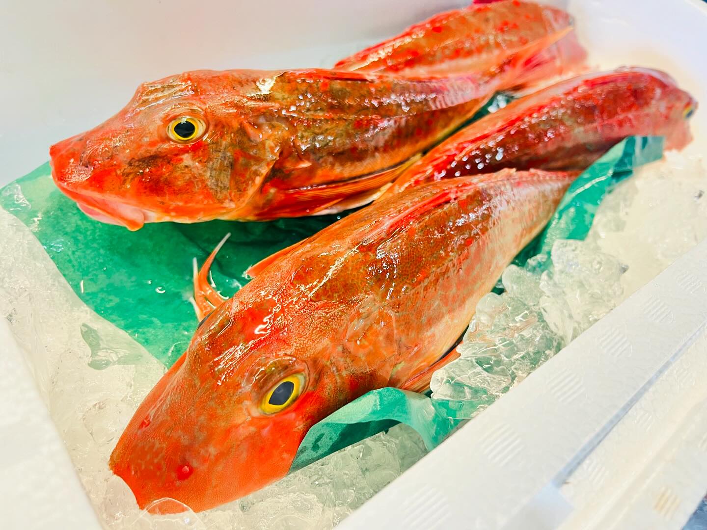 こんにちは！住よしです！！今日も色々入荷ってます！！！綺麗な形のホウボウに！！でっかいホッキ貝！！！写真がなぜか無いですがノドグロも少々、用意しております！！！本日もよろしくお願いします！！！！#勝田#ひたちなか市#居酒屋#お刺身#日本酒