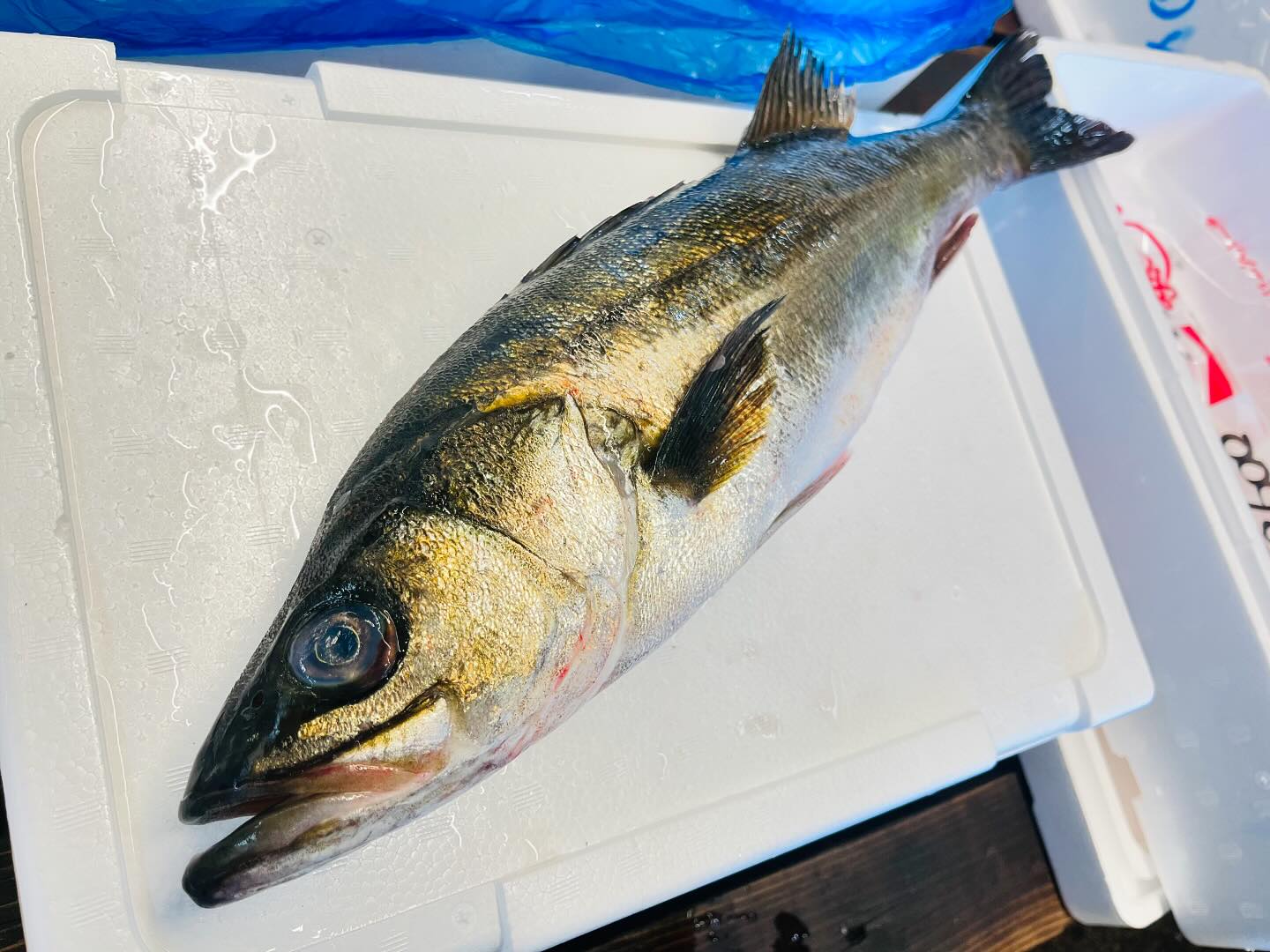 こんにちは！住よしです！！本日も入荷ってます！！！旨みのあるスズキに！！甘ーいマダイ！！！オススメです！！！今日もよろしくお願いします#勝田#ひたちなか市#居酒屋#お刺身#日本酒