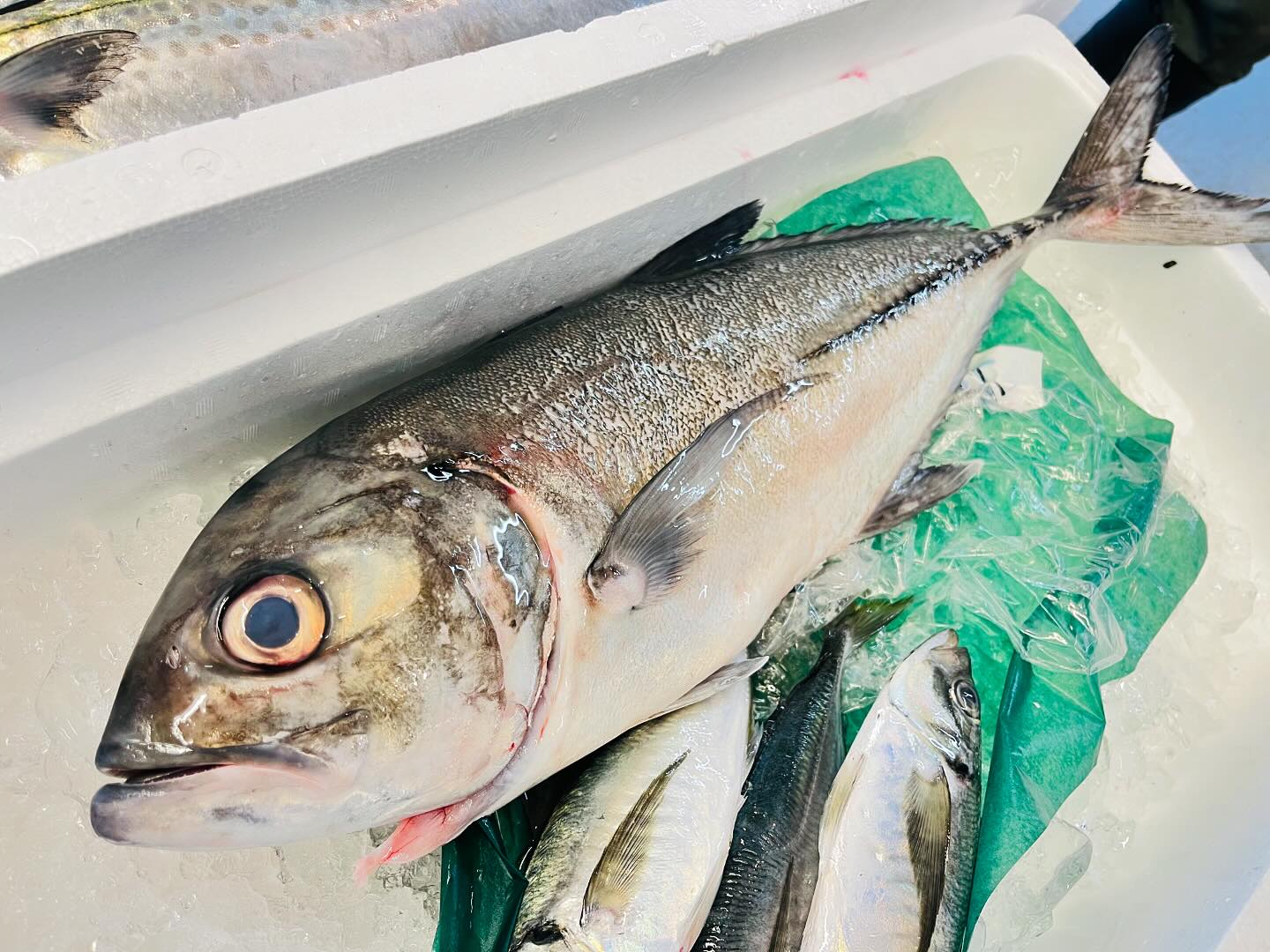 こんにちは！住よしです！！本日も入荷ってます！！！鹿児島産のギンガメアジに！！山形のぷっくりサワラ！！！長崎の美味しいアジ！！！！今週は金曜日までなのでどしどしご来店お待ちしてますっ！！！#勝田#ひたちなか市#居酒屋#お刺身#日本酒