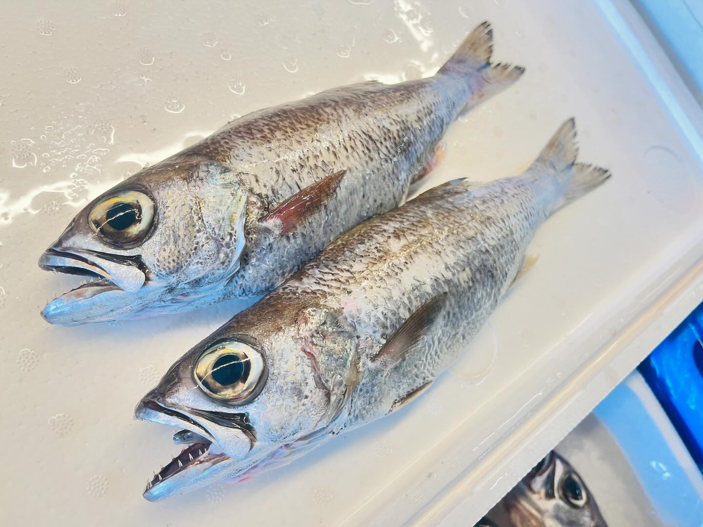 こんにちは！住よしです！！！本日も入荷ってますよ！！丸々な黒ムツに！！人気のマアジ！！！オススメです！！！！それと告知です！！今週の日曜日13日は！カンパイフェスに出店します！！！美味しいお料理、日本酒を沢山揃えてますので！ぜひご来場ください！！！よろしくお願いしますそして次の日の月曜日は、外せない用事があるのでお休みとなります！ご了承ください！！本日もお待ちしてますー！！！