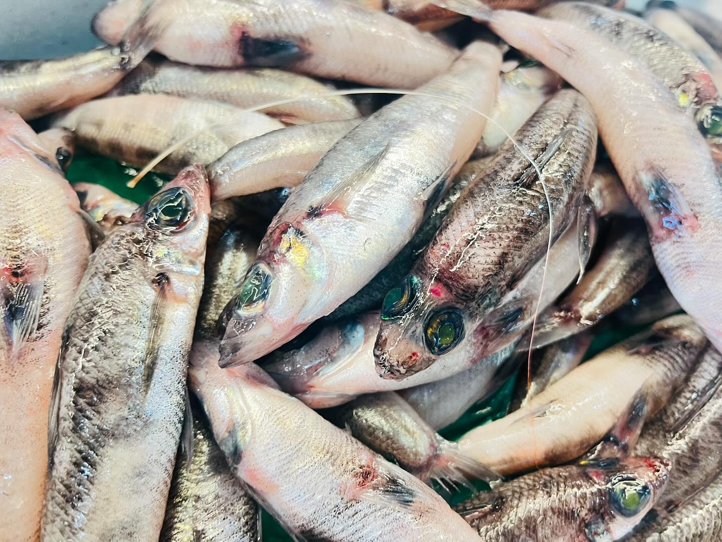 こんにちは!住よしです!!!本日も生憎の天気ですが元気に営業します!!オススメは!おっきなメヒカリに!ウマズラハギ!!!そして松茸です!!!本日お席空いております!!お電話お待ちしてますっ!!!よろしくお願いしまーす!!!#勝田#ひたちなか市#居酒屋#お刺身#日本酒