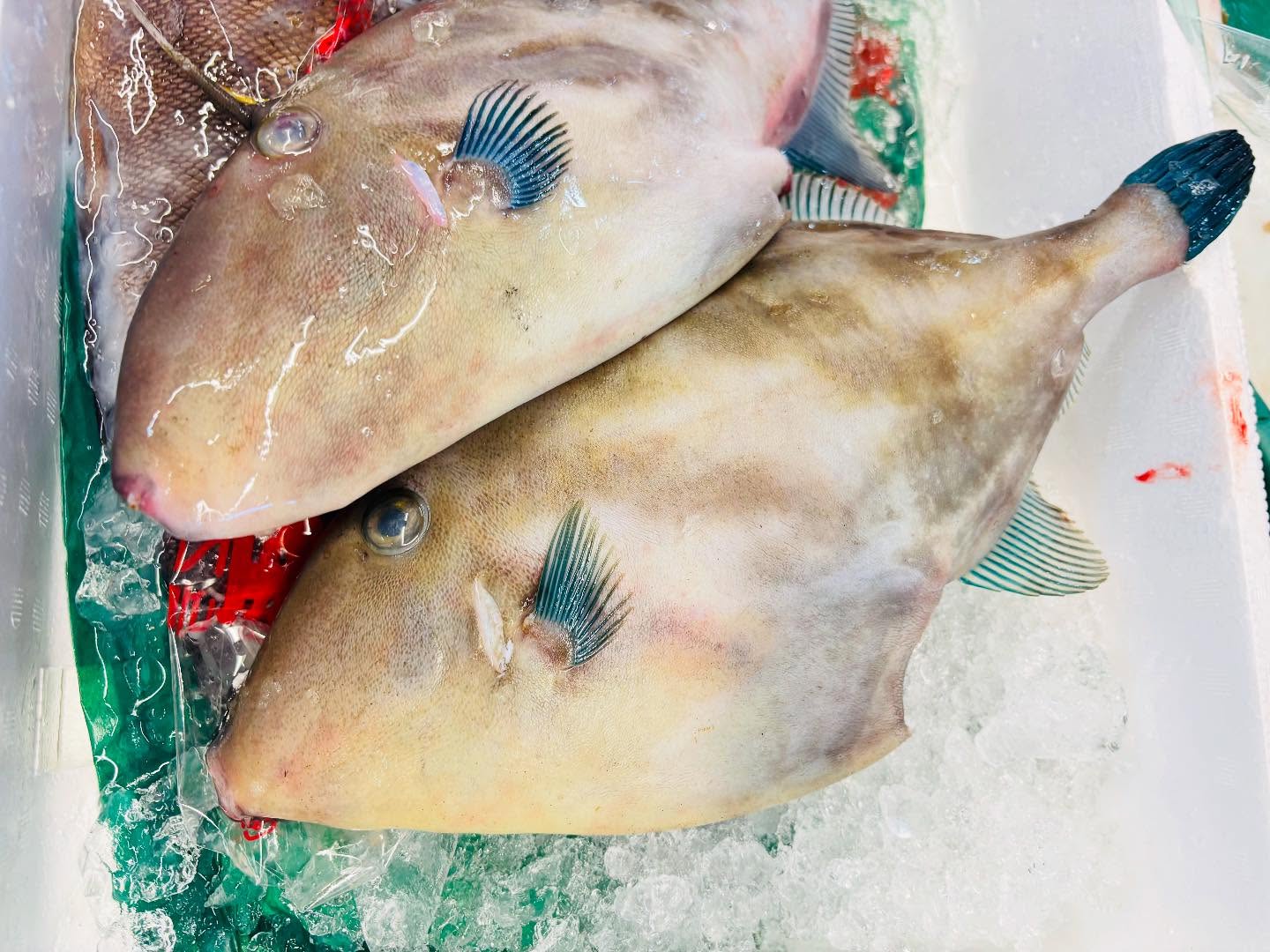 こんにちは！住よしです！！本日のオススメ！千葉のウマズラハギ！！！肝入ってますよー！！！よろしくお願いします#勝田#ひたちなか市#居酒屋#お刺身#日本酒