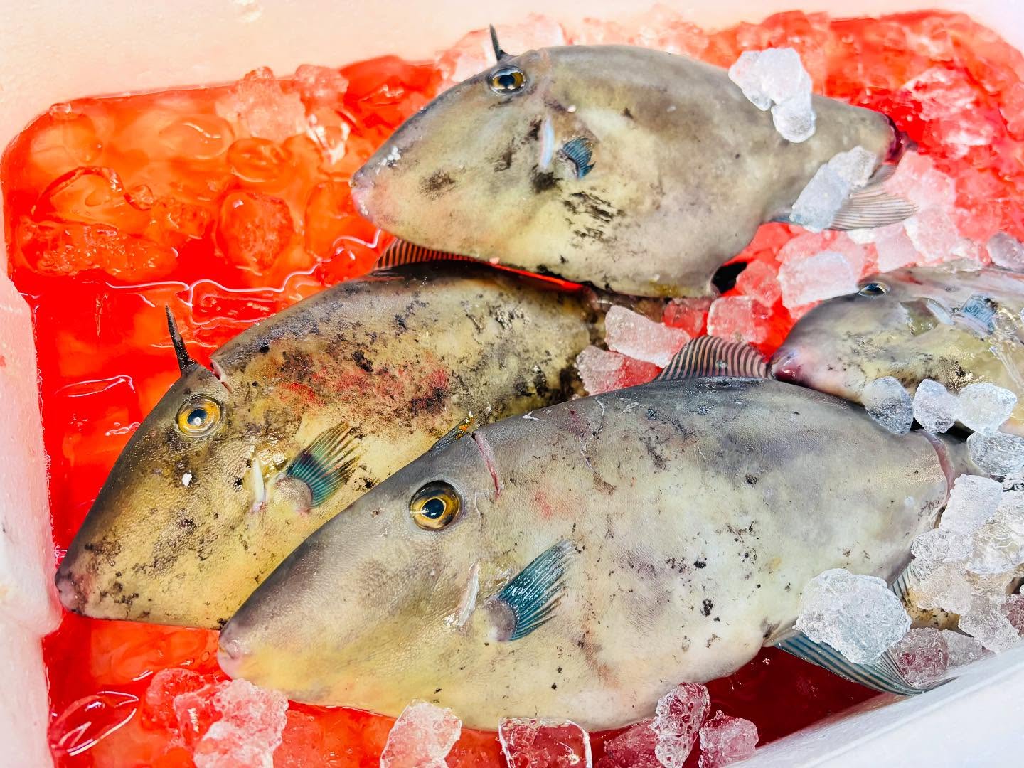 こんにちは！住よしです！！良いモノ入荷ってます！！！地物のウマヅラハギに！！千葉のイシダイ！！！オススメです！！本日もお待ちしてます！！！#勝田#ひたちなか市#居酒屋#お刺身#日本酒