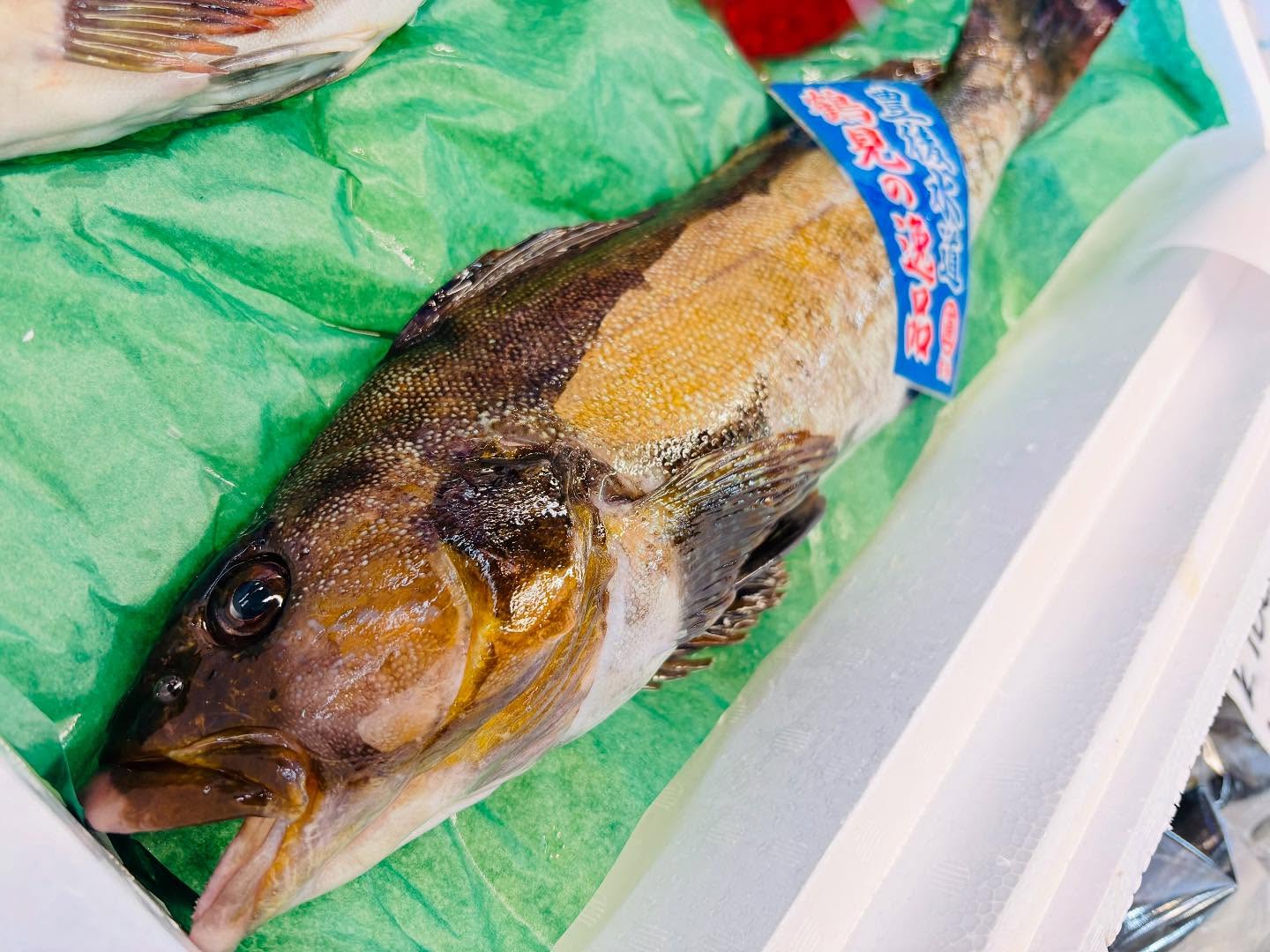 こんにちは！住よしです！！！良いもの入荷ってます！！豊後水道のアイナメに！！長崎のトキアジ！！！オススメです！！ちなみにゴールデンウィークは、２７日(日曜日)定休日３日(土曜日)貸切営業４日(日曜日)定休日５日(月曜日)野外イベント出店のため店舗休みとなります！それ以外はやっておりますので！ぜひぜひいらしてください！！本日もよろしくお願いします#勝田#ひたちなか市#居酒屋#お刺身#日本酒