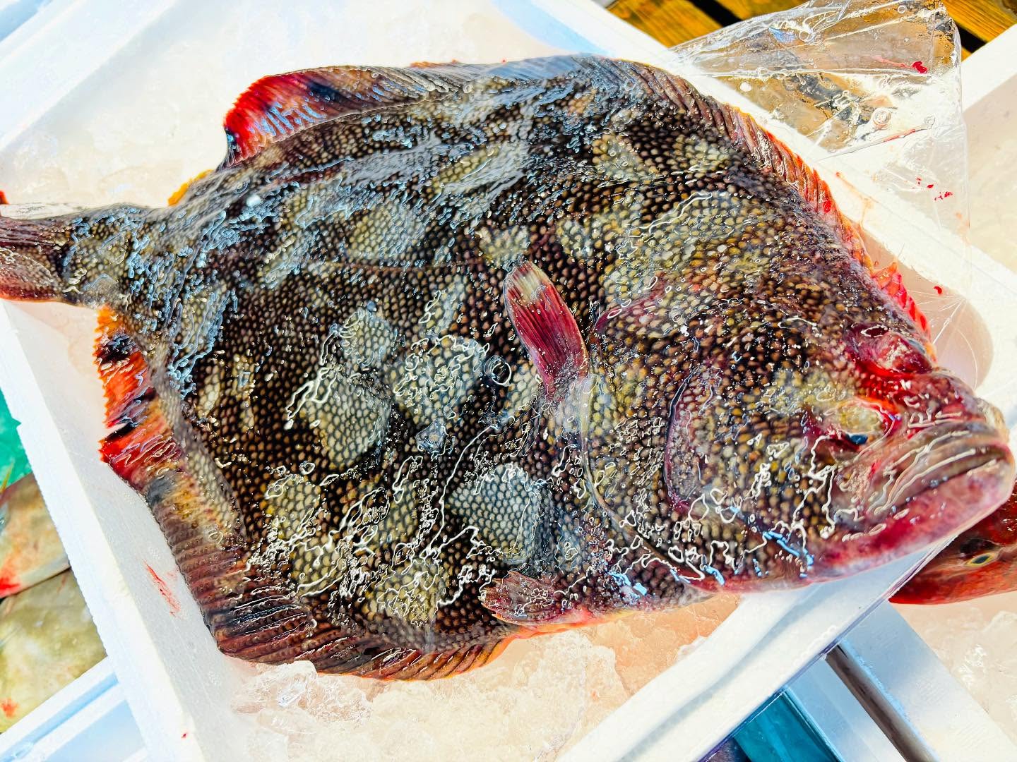 こんにちは！住よしです！！良いモノ入荷ってます！！北海道の松川ガレイに！！！地物のコウイカ！！！オススメです！！本日もよろしくお願いします#勝田#ひたちなか市#居酒屋#お刺身#日本酒