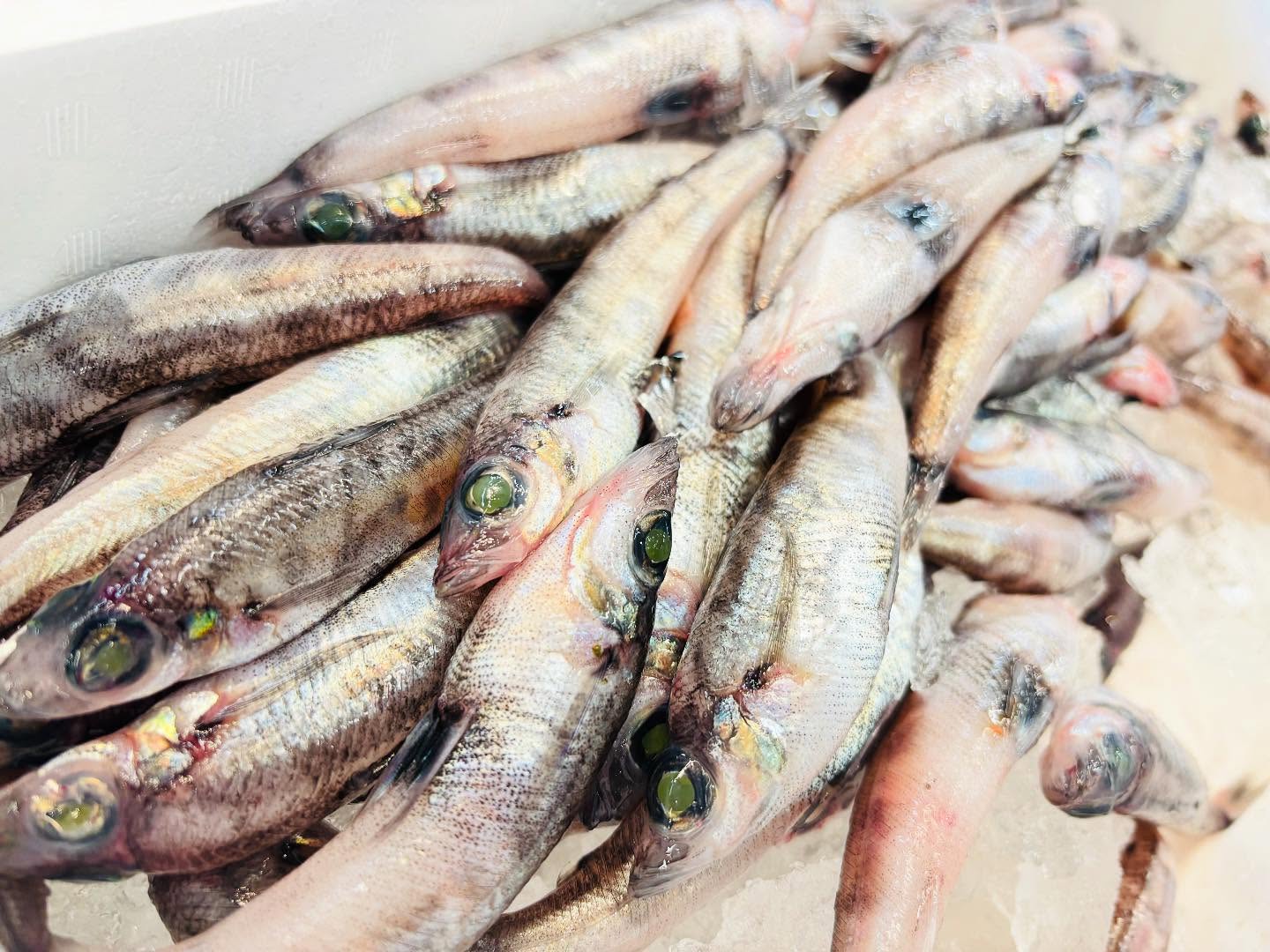 こんにちは！住よしです！！今週もよろしくお願いしますオススメは…地物のメヒカリ！お刺身でどうぞ！！！豊後水道のイサキ！！旬ですよ！！！本日もよろしくお願いします！！！#勝田#ひたちなか市#居酒屋#お刺身#日本酒