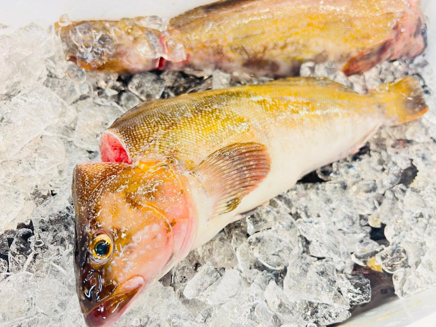 こんばんは！住よしです！！色々入荷ってます！！宮城のアイナメに！！愛媛の天然カンパチ！！！オススメです！！！本日もよろしくお願いします#勝田#ひたちなか市#居酒屋#お刺身 #日本酒