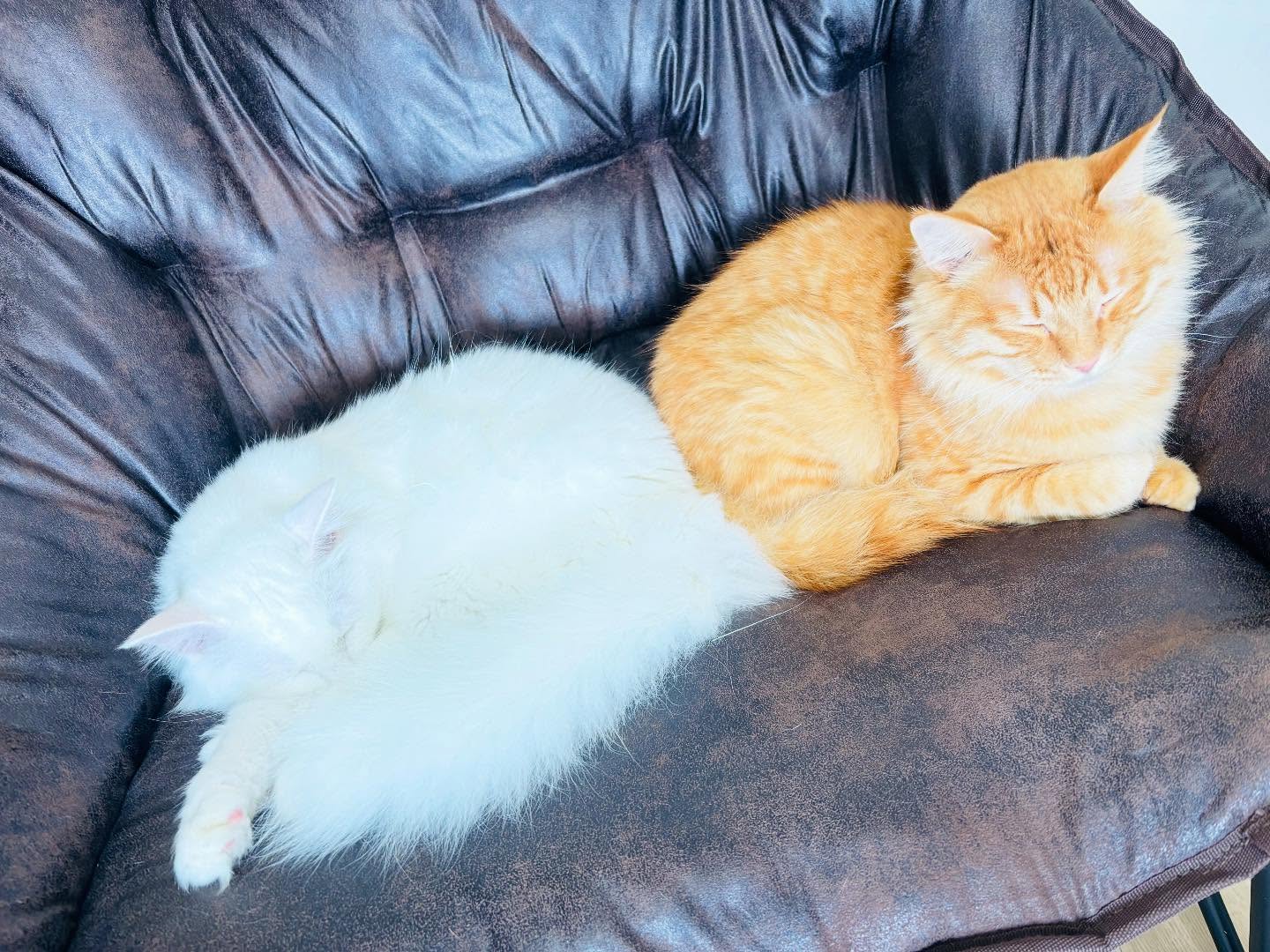 こんにちは！住よしです！！本日、貸切営業となります！そして、明日明後日とお休みを頂きます！急なご連絡ですいませんよろしくお願いします！！