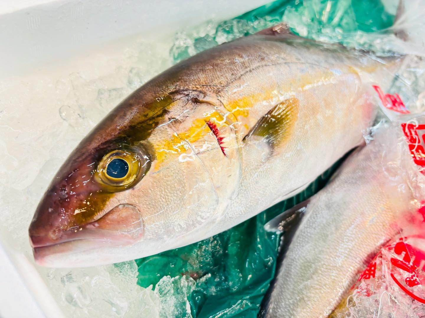 こんにちは！住よしです！！昨日までのお休み、ありがとうございます♪良いモノ、入荷ってます！！！形のいいカンパチ！！オススメです！！！本日もよろしくお願いします#勝田#ひたちなか市#居酒屋#お刺身#日本酒