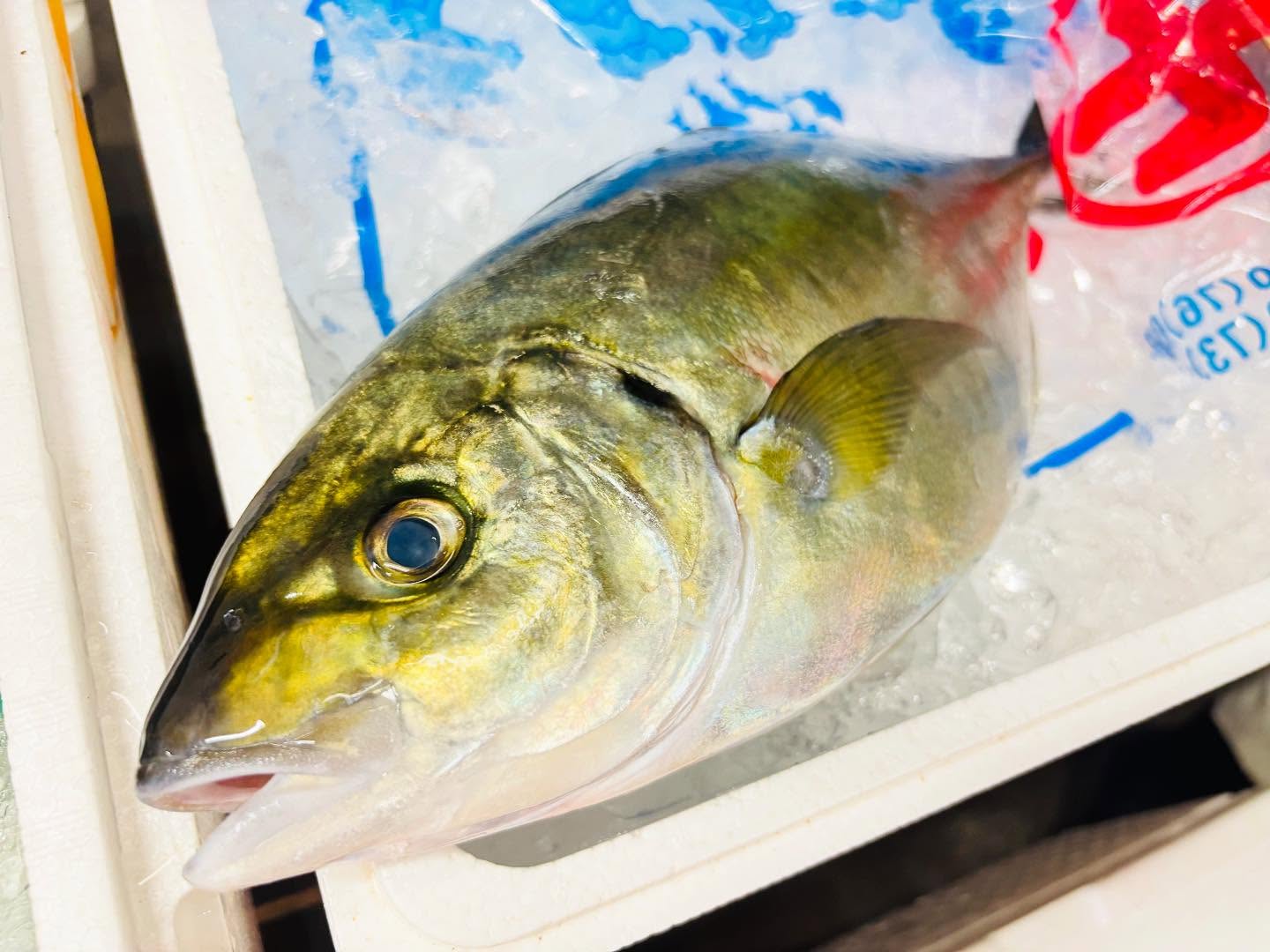 こんにちは！住よしです！！祝日ですが、営業しますよ！！オススメは、脂の乗ったシマアジです！！今週もよろしくお願いします#勝田#ひたちなか市 #居酒屋#お刺身#日本酒