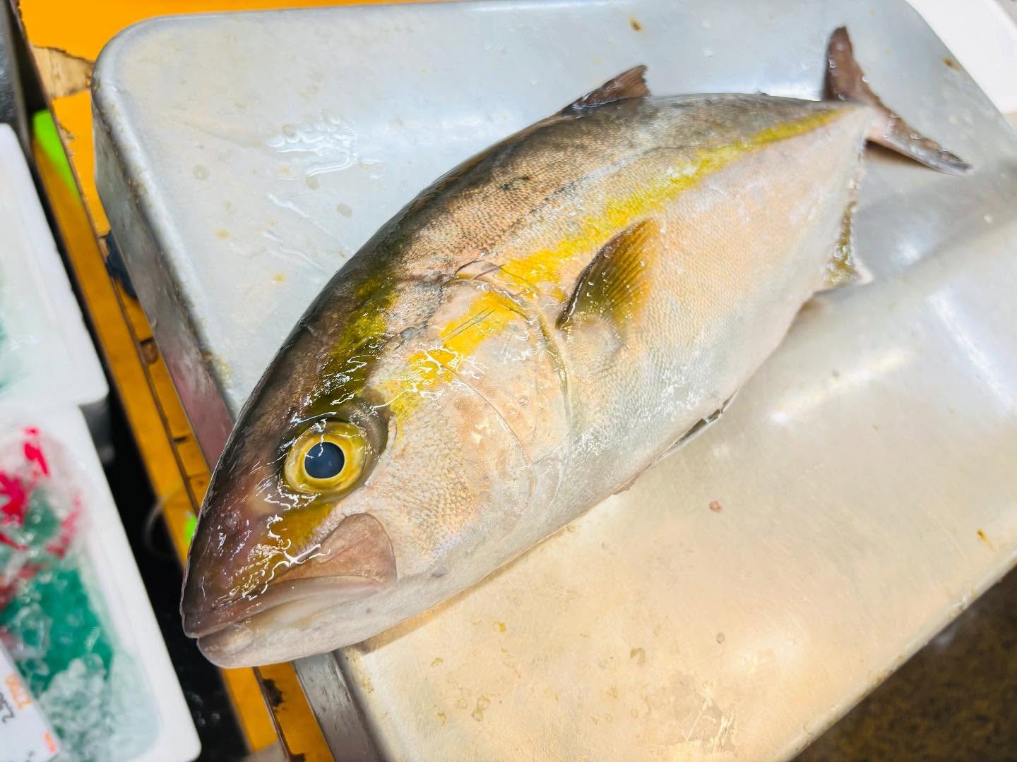 こんにちは！住よしです！！良いもの入荷ってます！！長崎の天然カンパチに！！！活〆の地物マダイ！！！！オススメです！！！！本日もよろしくお願いします！！！‍♂️#勝田#ひたちなか市#居酒屋#お刺身#日本酒