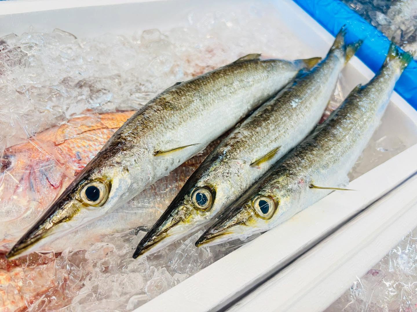 こんにちは！住よしです！！　良いもの入荷ってます！！！長崎のおっきなカマス！オススメです！！皮目を炙ってお刺身でどうぞー！！本日もよろしくお願いします