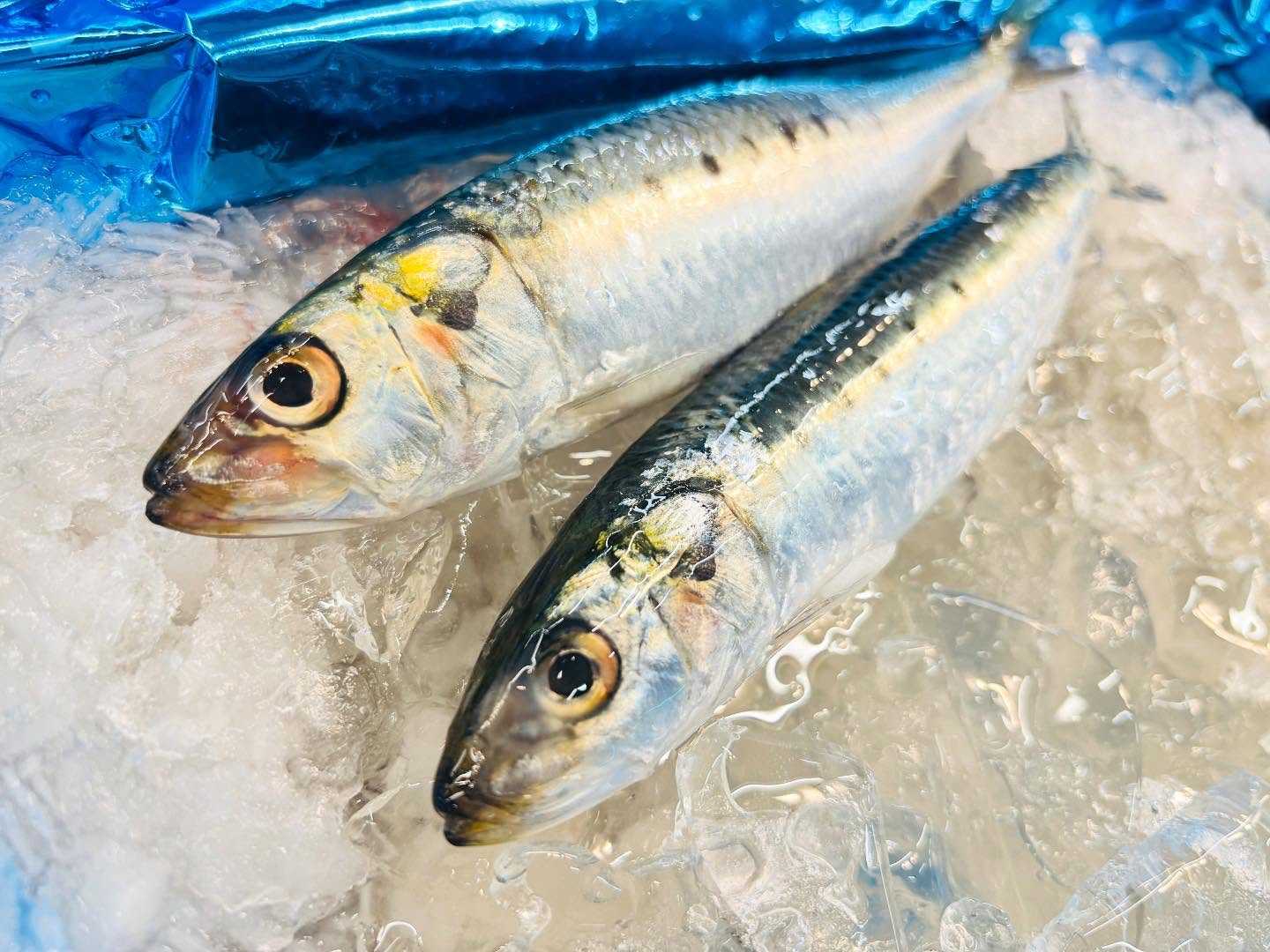 こんにちは！住よしです！！！良いもの入荷ってます！！！まだまだ脂の乗っている北海道のイワシに！！丸ッとした愛媛のホウボウ！！！オススメです！！！それとお知らせです！！８月は定休日の日曜に加えて、１４日、19日をお休みさせて頂きます！！恐れ入りますが、よろしくお願いします！！本日もお待ちしております！！‍♂️#勝田#ひたちなか市#居酒屋#お刺身 #日本酒