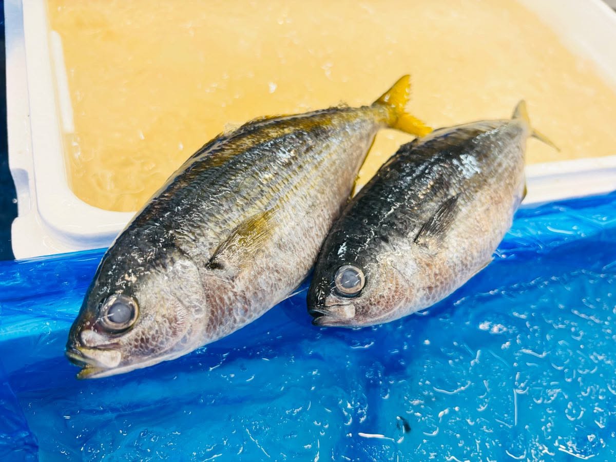 こんにちは！住よしです！！良いもの入荷ってます！！！夏の風物詩、タカベ！！やっと来ました！！塩焼きは勿論ですが、刺身も美味しいですよー！！！オススメです！！！本日もよろしくお願いします！！#勝田#ひたちなか市#居酒屋#お刺身#日本酒