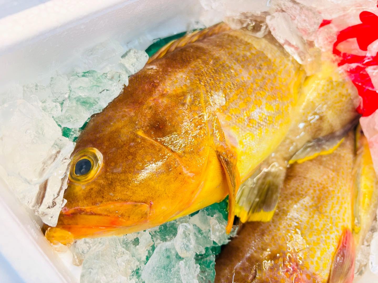 こんにちは！住よしです！！本日お席に空きあり〼！そしてアオハタがオススメです！！！明日は満席となってますので、ぜひ本日のお電話お待ちしてます！！！よろしくお願いします