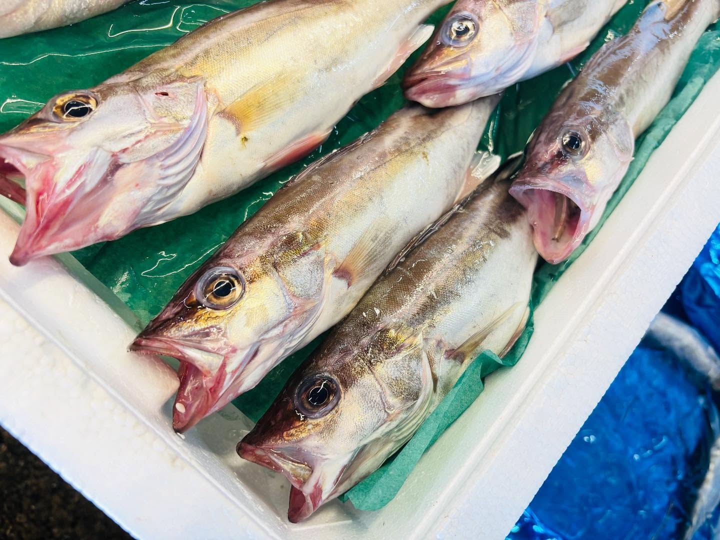 こんにちは！住よしです！！今週もよろしくお願いしますアラ！美味しいですよ！オススメですよ！！！本日もお待ちしております♪#勝田#ひたちなか市#居酒屋#お刺身#日本酒