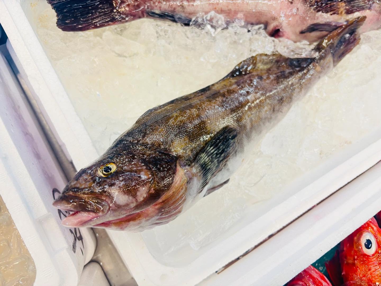 こんにちは！住よしです！！良いもの入荷ってます！！！北海道のアイナメに！！江戸前な太刀魚さん！！！！オススメです！！！本日は若女将がお休みのため、ワンオペです！！提供が遅くなるかもしれません！申し訳ありませんが本日もよろしくお願いします#勝田#ひたちなか市#居酒屋#お刺身#日本酒