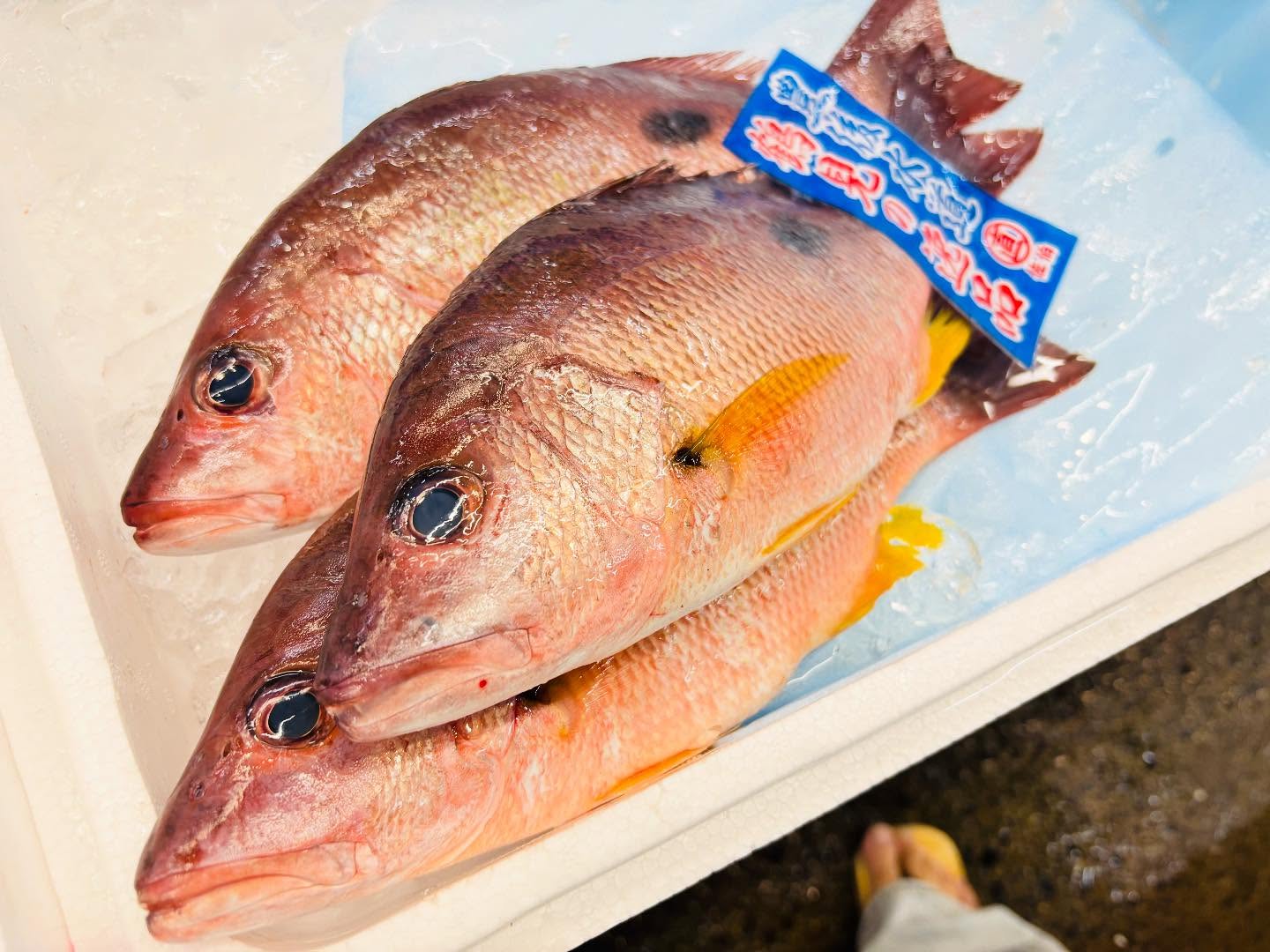 こんにちは！住よしです！！！昨夜は失礼しました！！本日からよろしくお願いします！！クロホシフエダイ！！小柄ですが脂ありそうです！！オススメ！！！よろしくお願いします#勝田#ひたちなか市#居酒屋#お刺身#日本酒