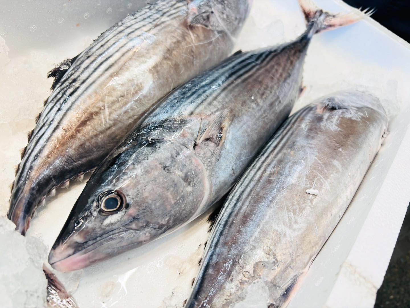 こんにちは！住よしです！！元気に営業しております！！！オススメは…福岡のハガツオに！写真はないですが生本マグロのカマトロ刺し！！！ぜひご賞味ください！！！本日もよろしくお願いします！！！！#勝田#ひたちなか市#居酒屋#お刺身#日本酒